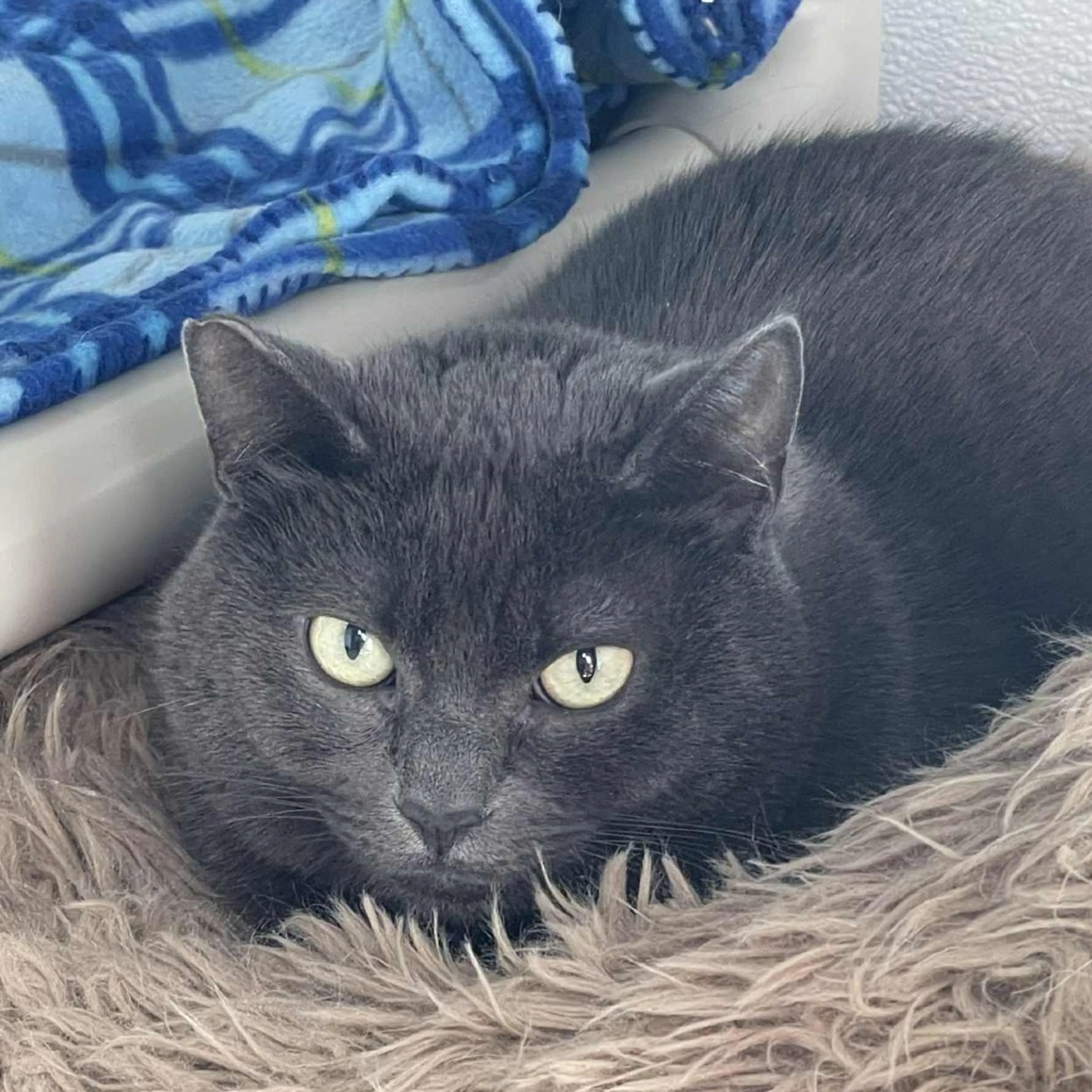 Found pet-0