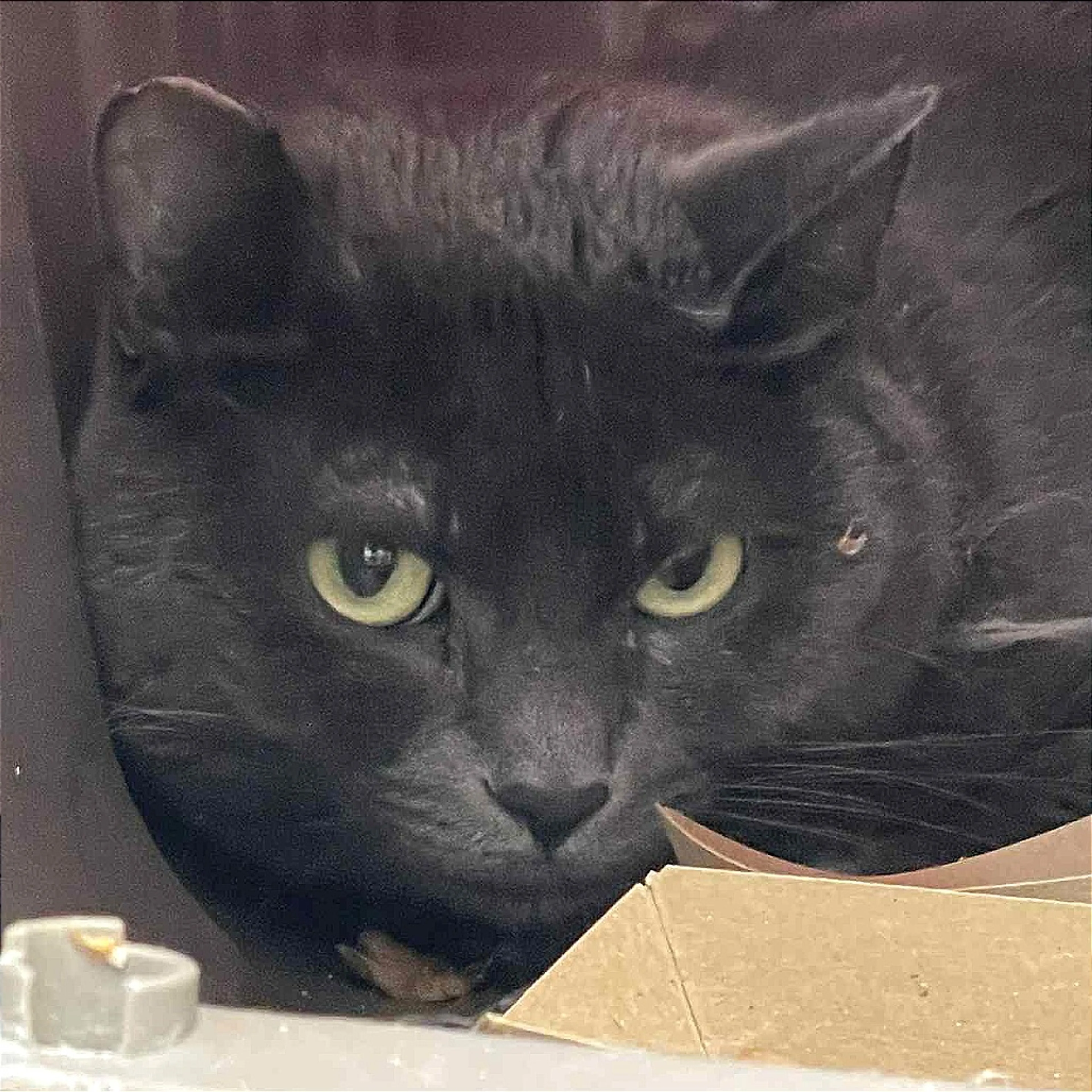 Found pet-3