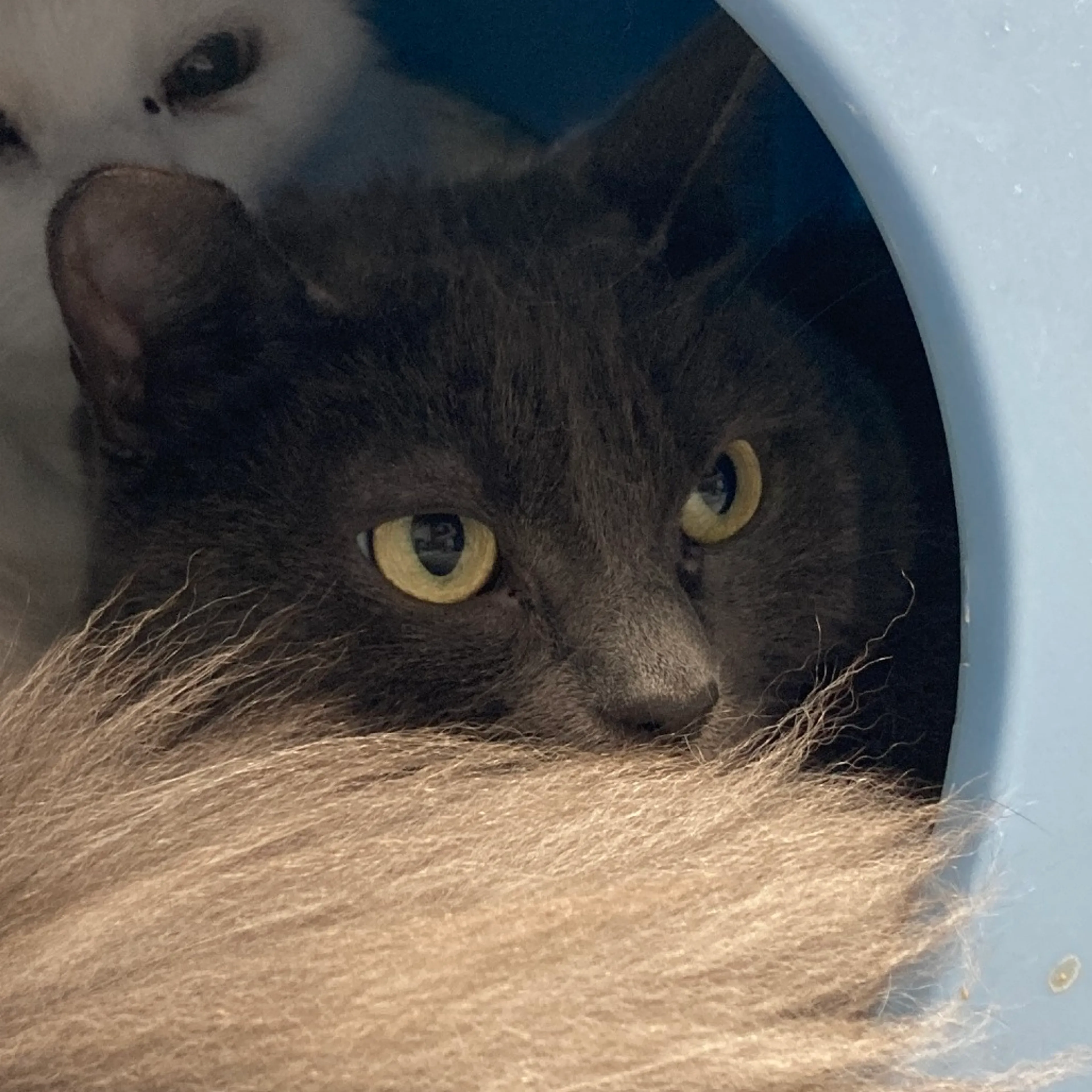 Found pet-1