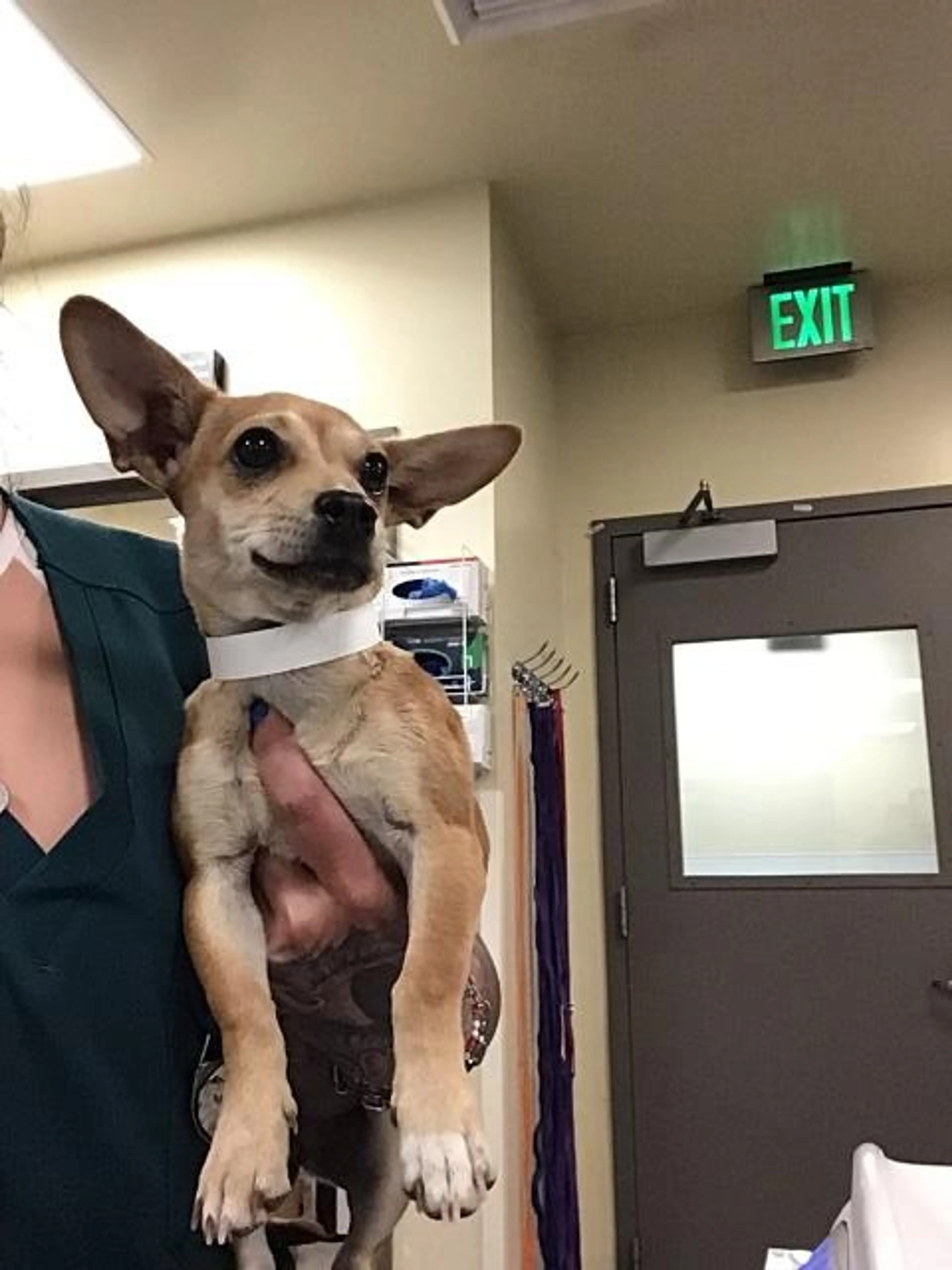 Found pet