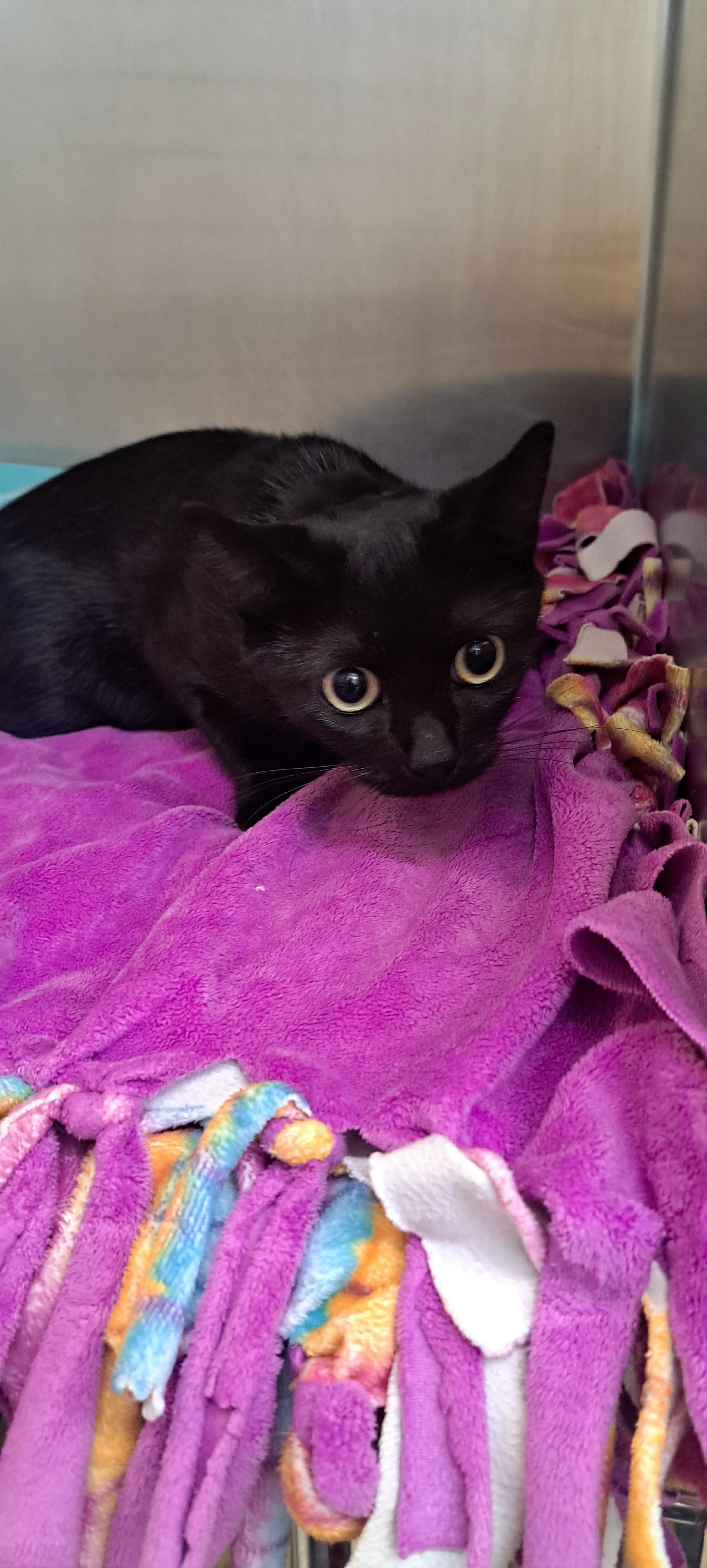 Found pet-1