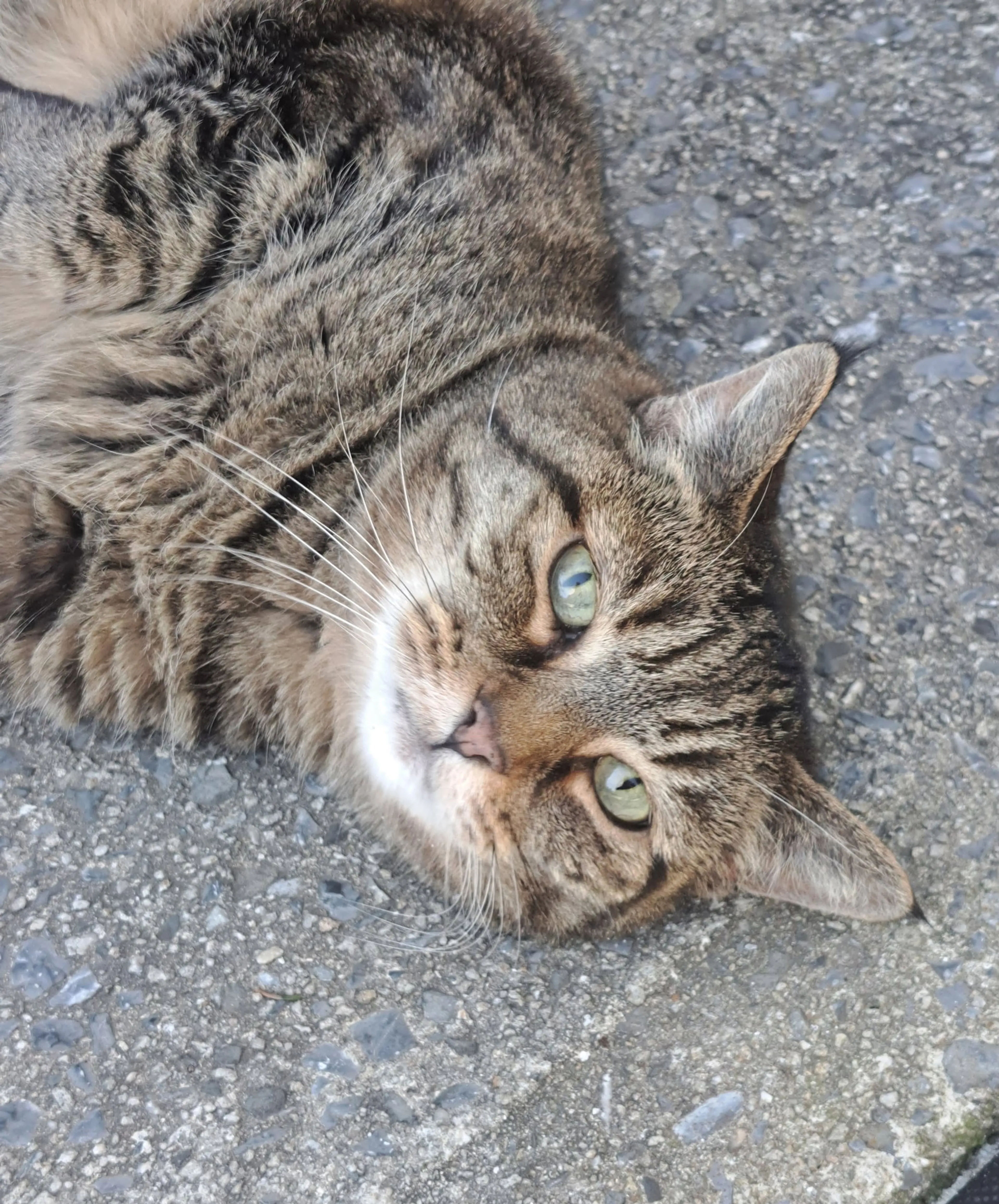 Found pet-0