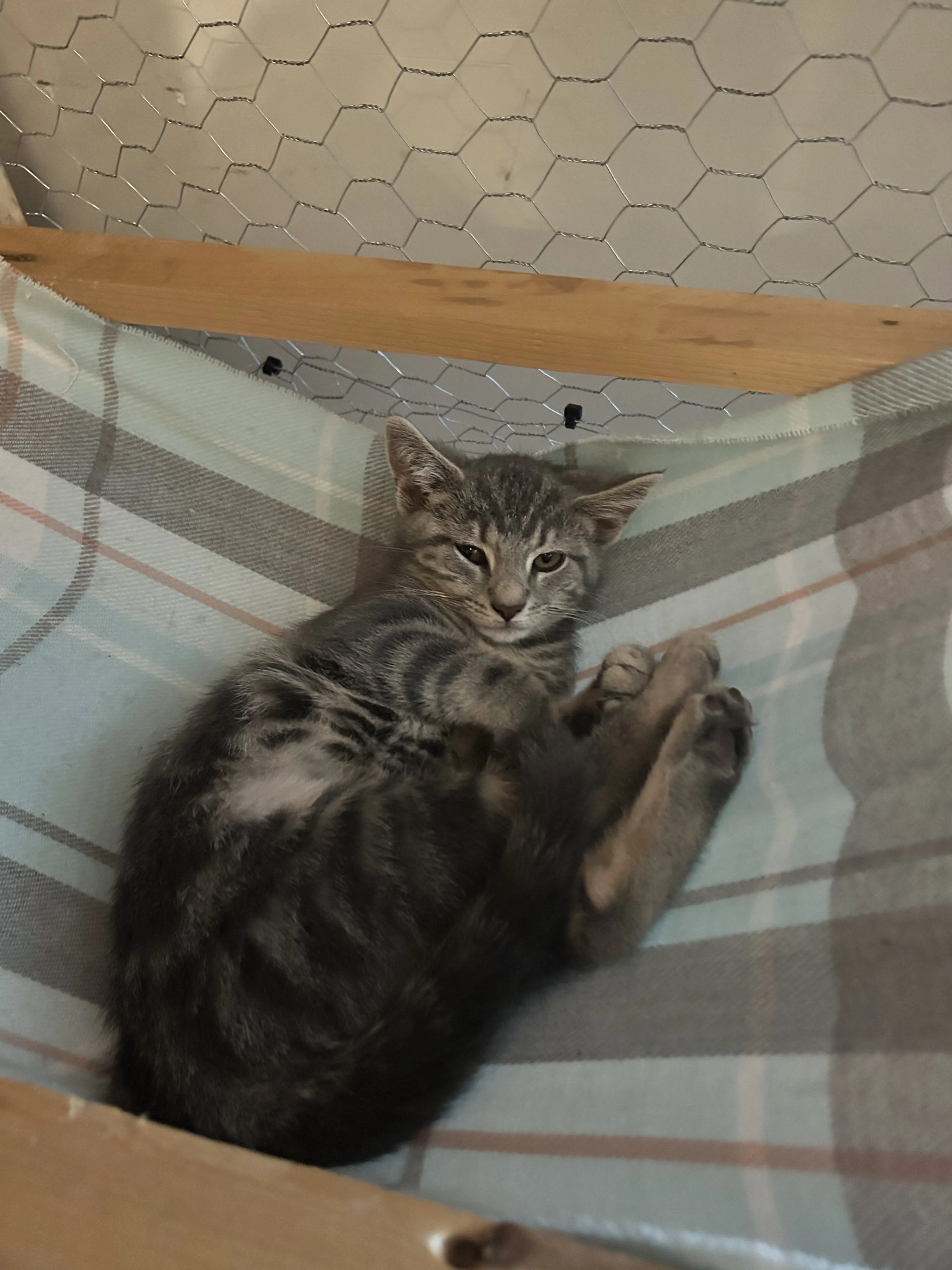 Found pet-1