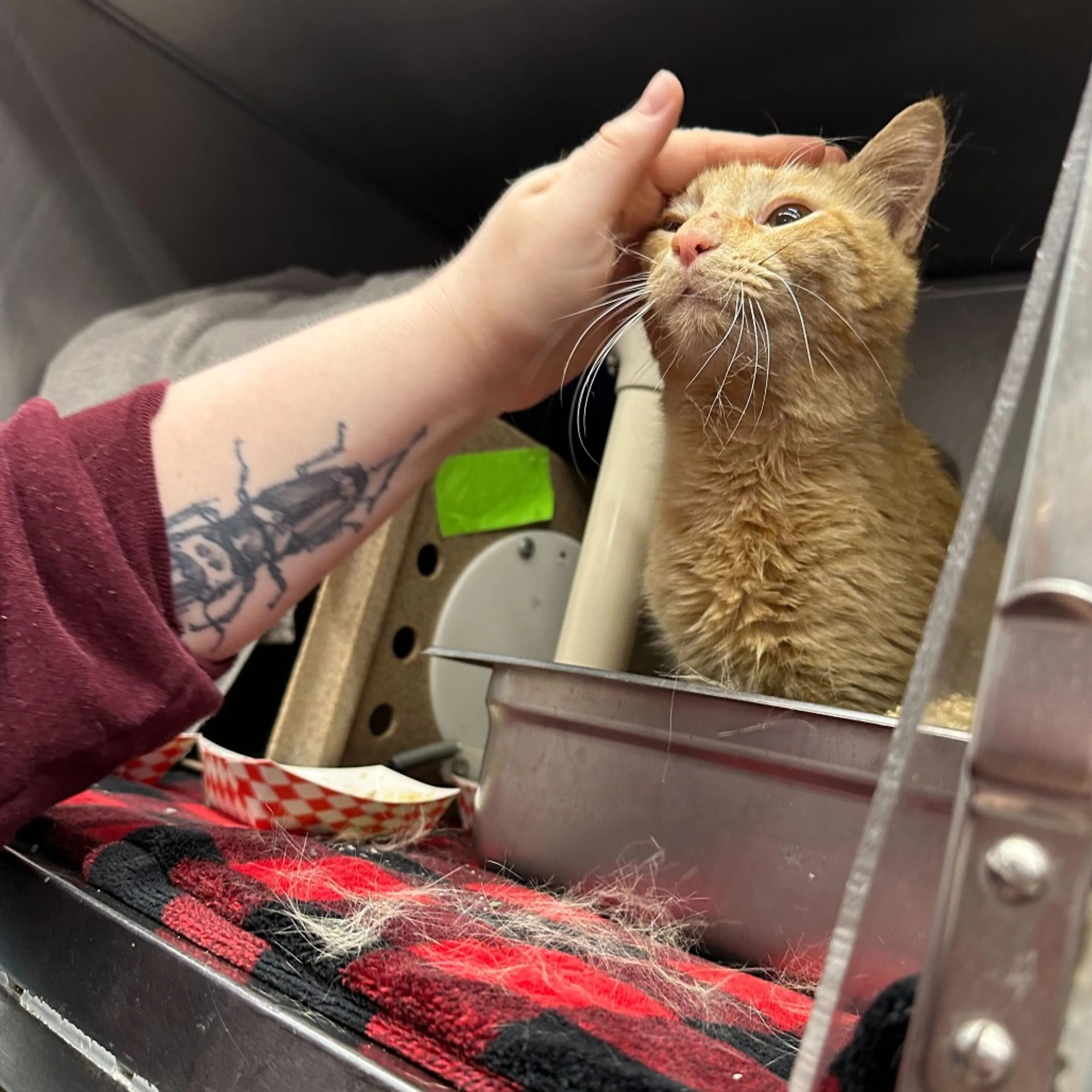 Found pet-1