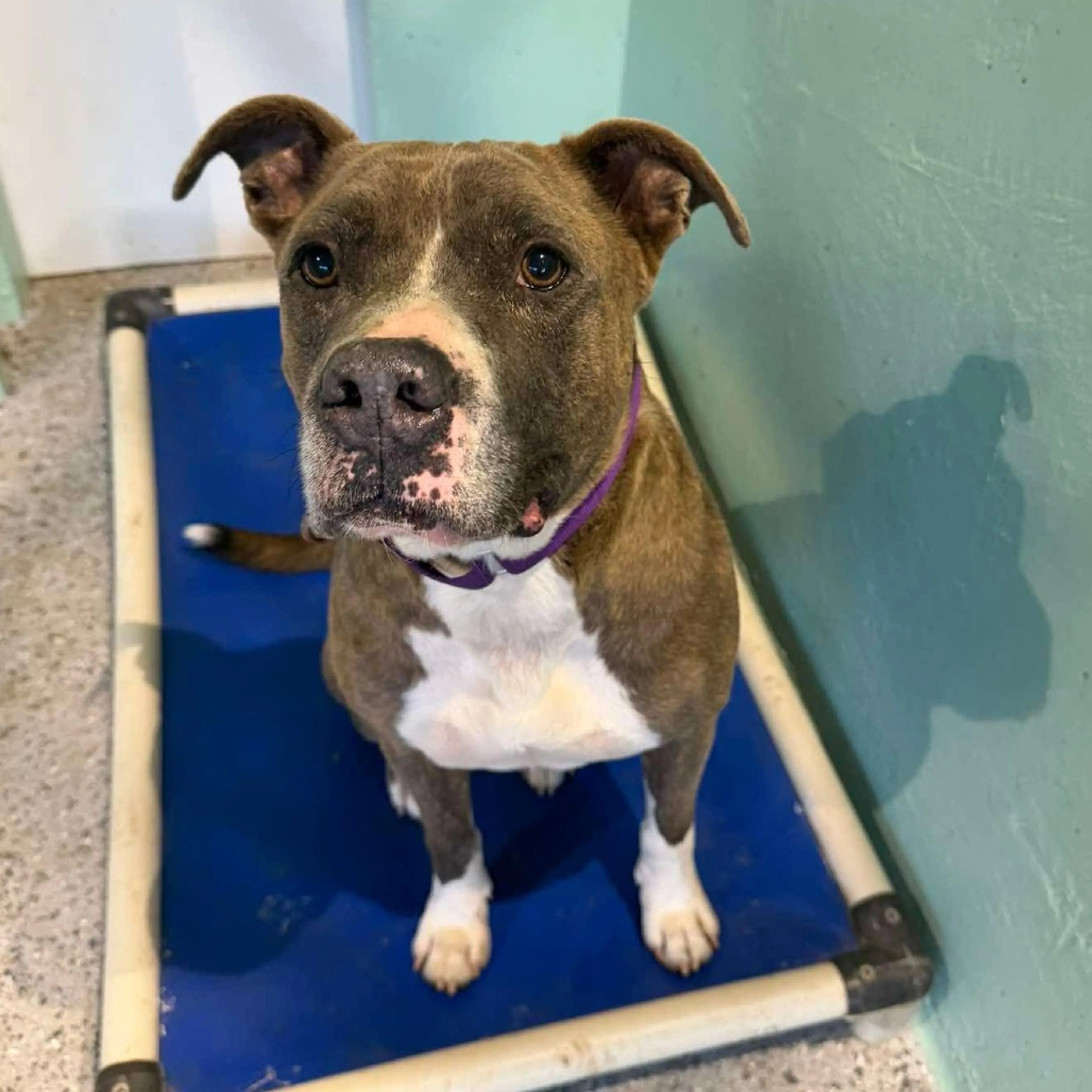 Found pet-29