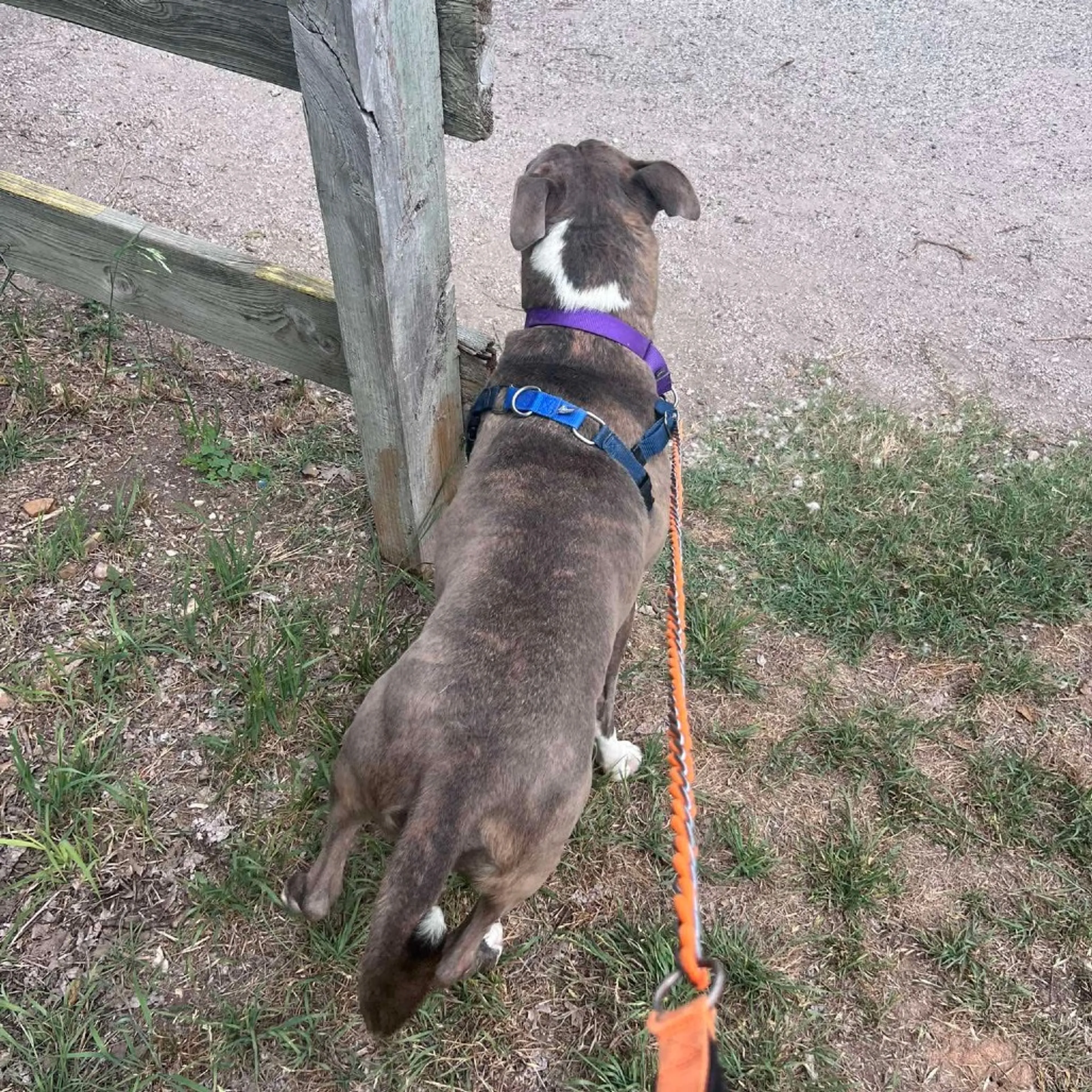 Found pet-28