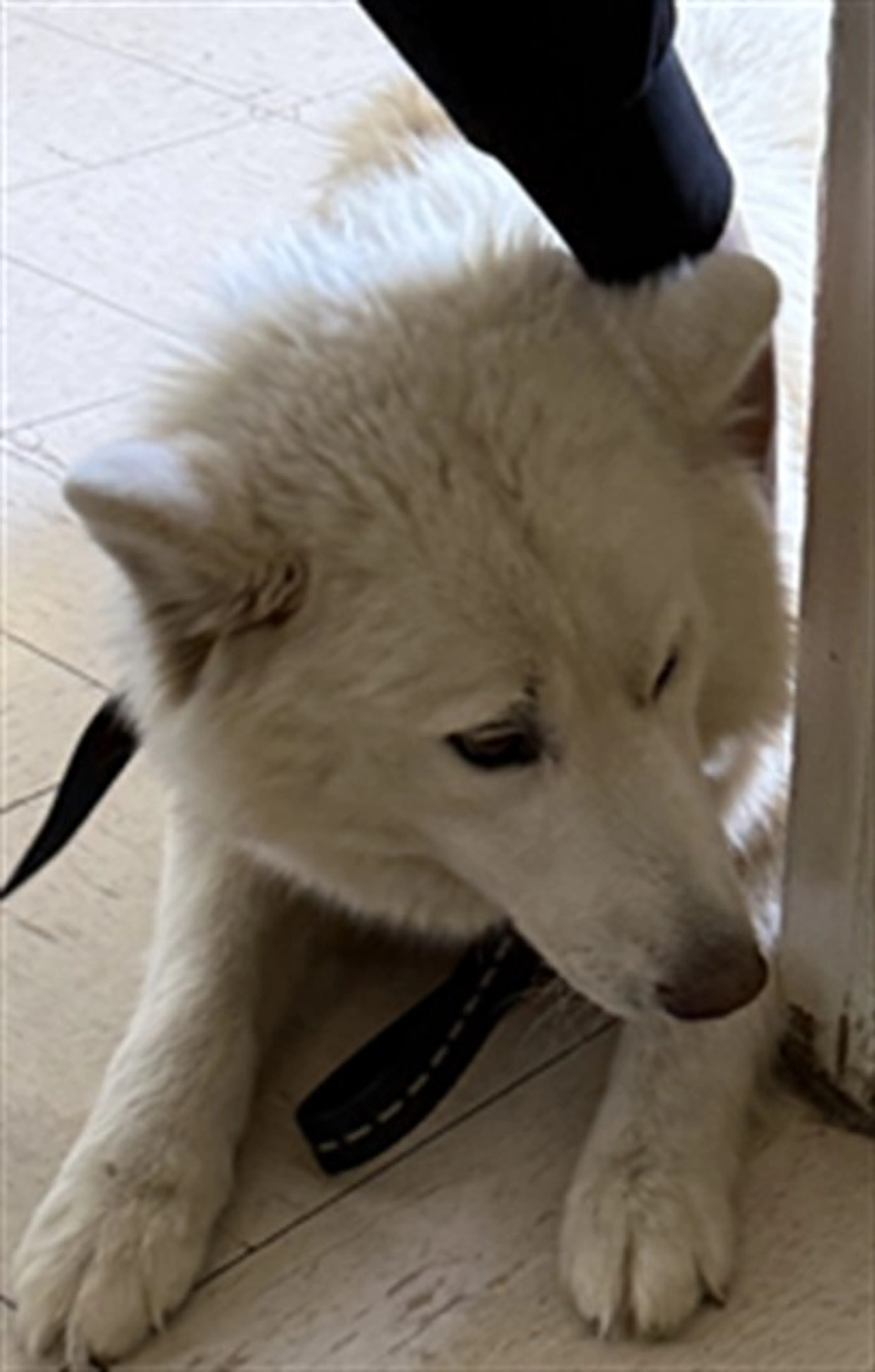 Found pet