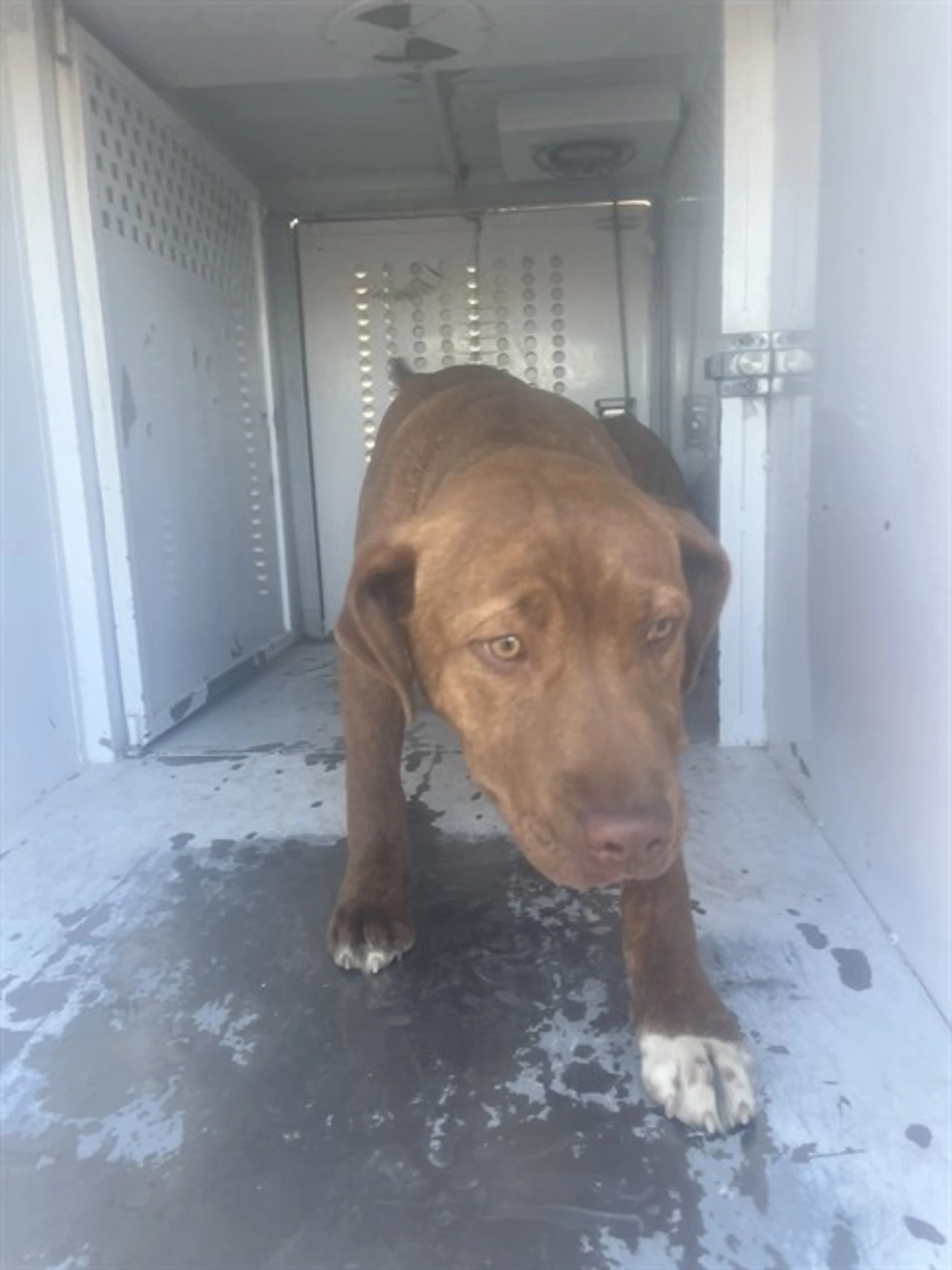 Found pet