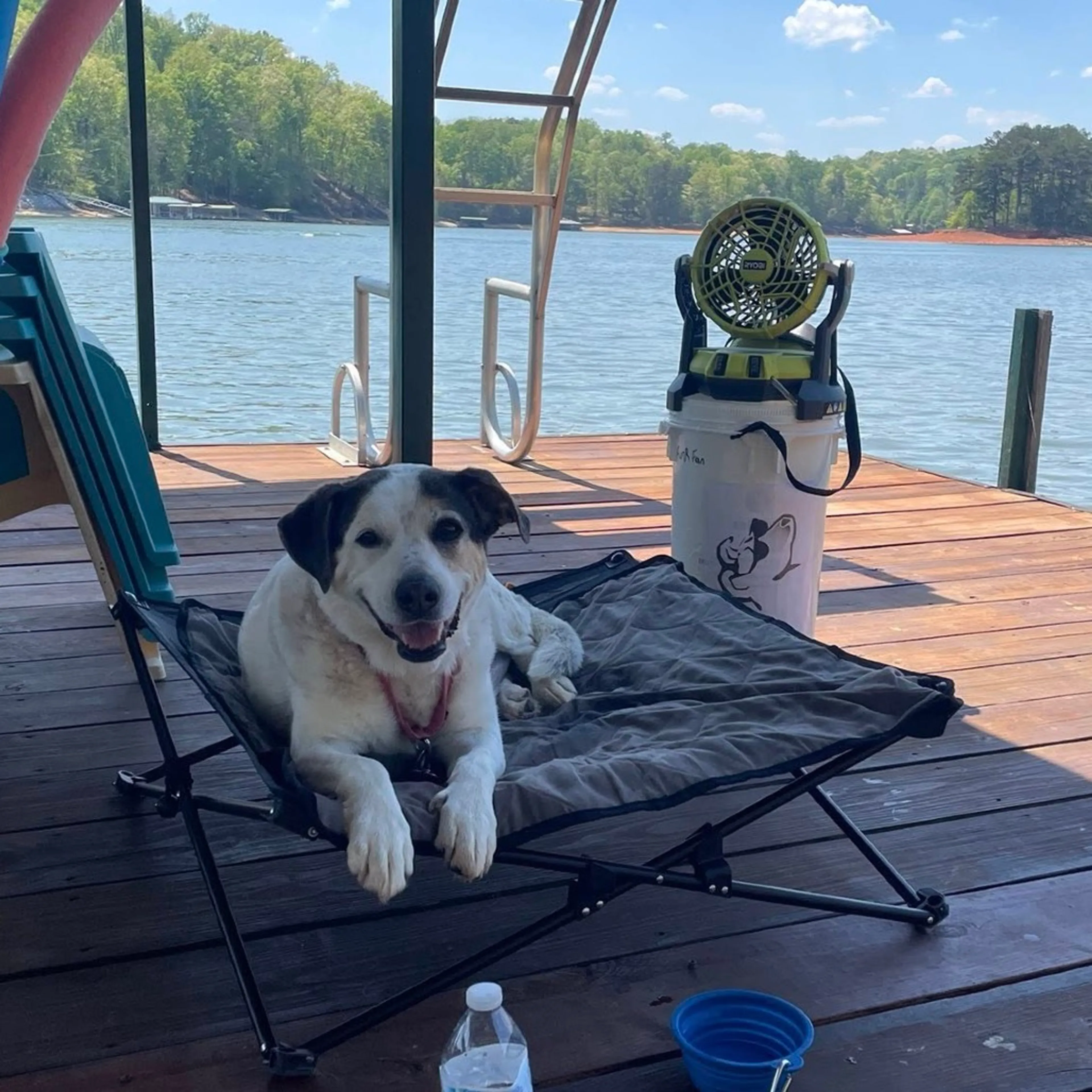 Found pet-50