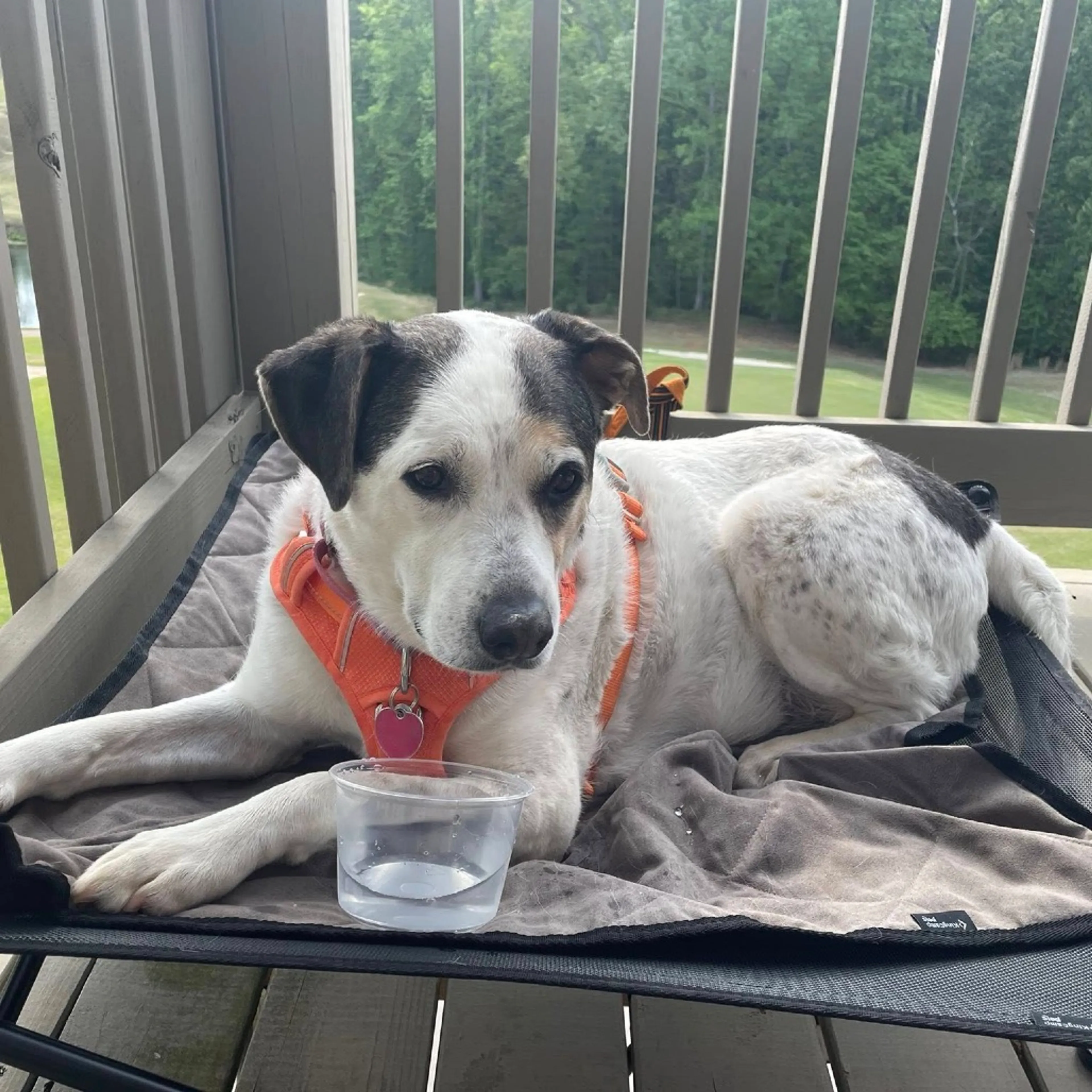 Found pet-49