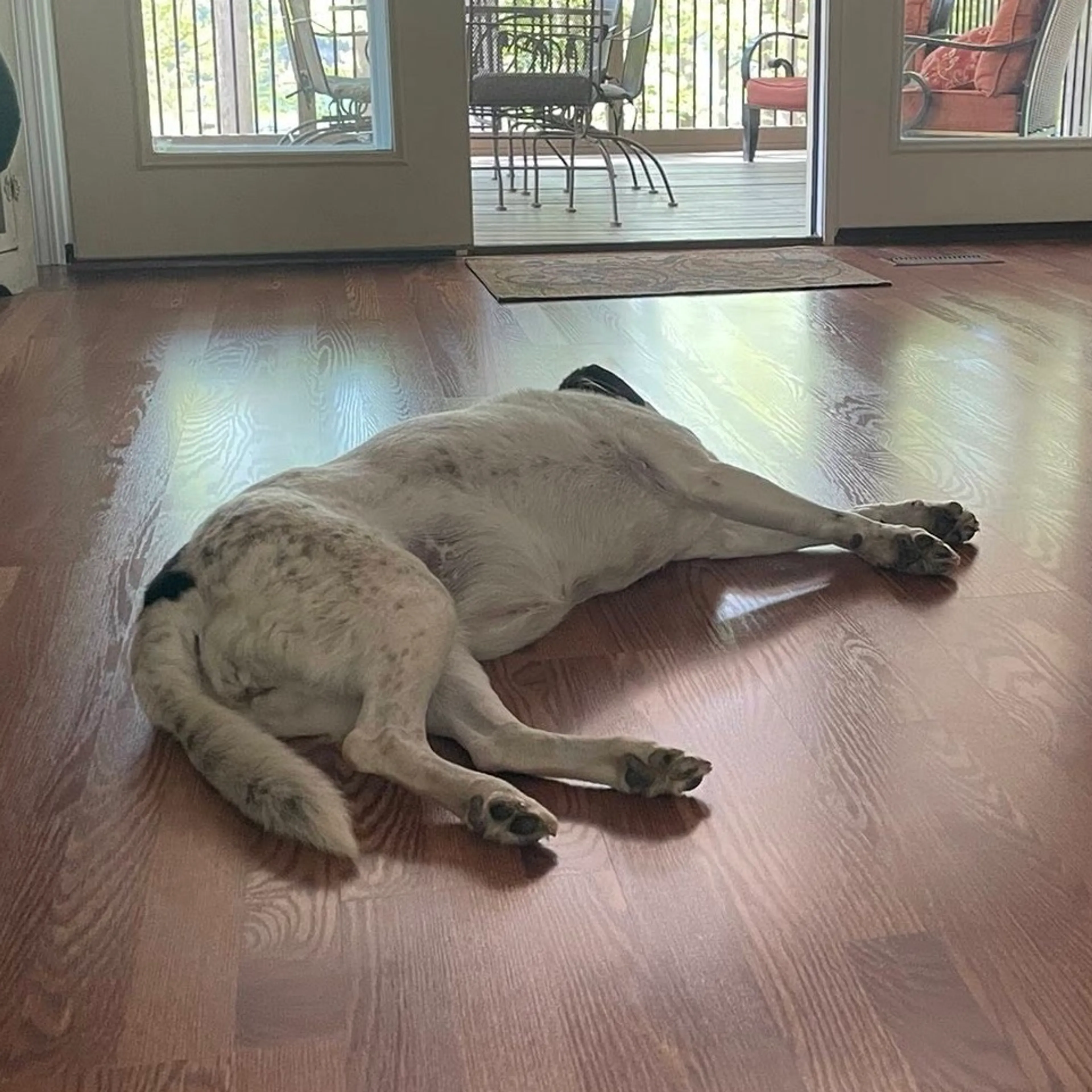 Found pet-52
