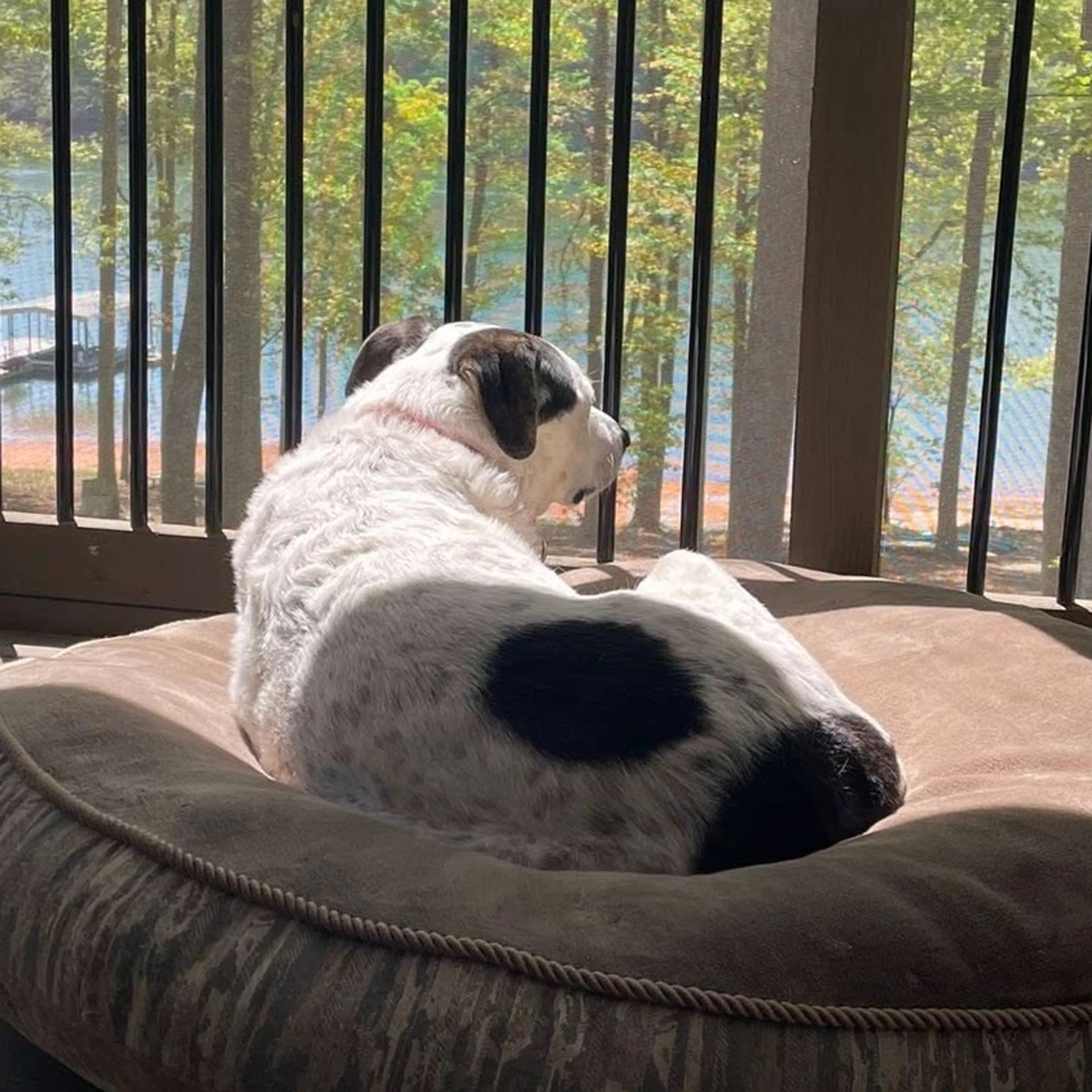 Found pet-51