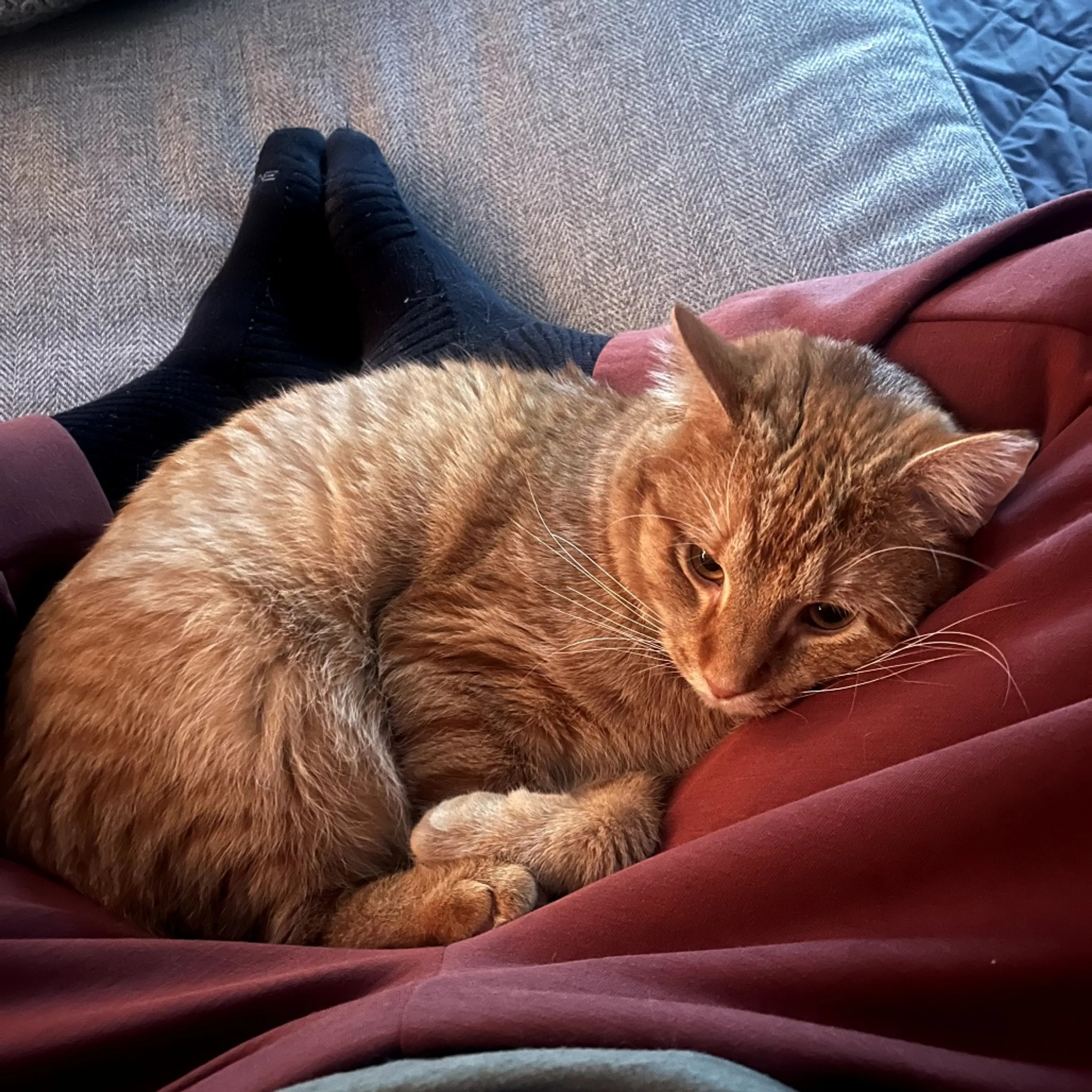 Found pet-3