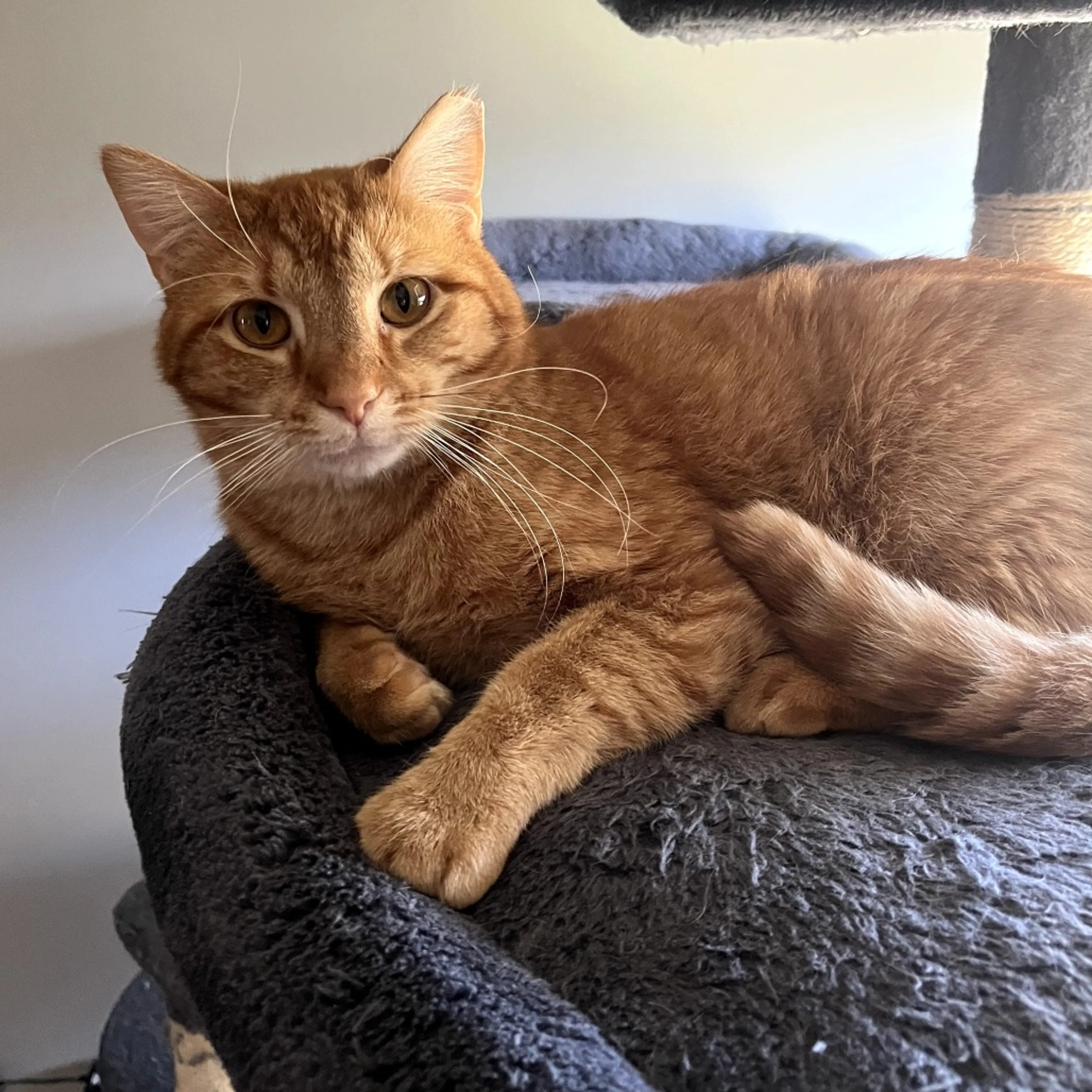 Found pet-2