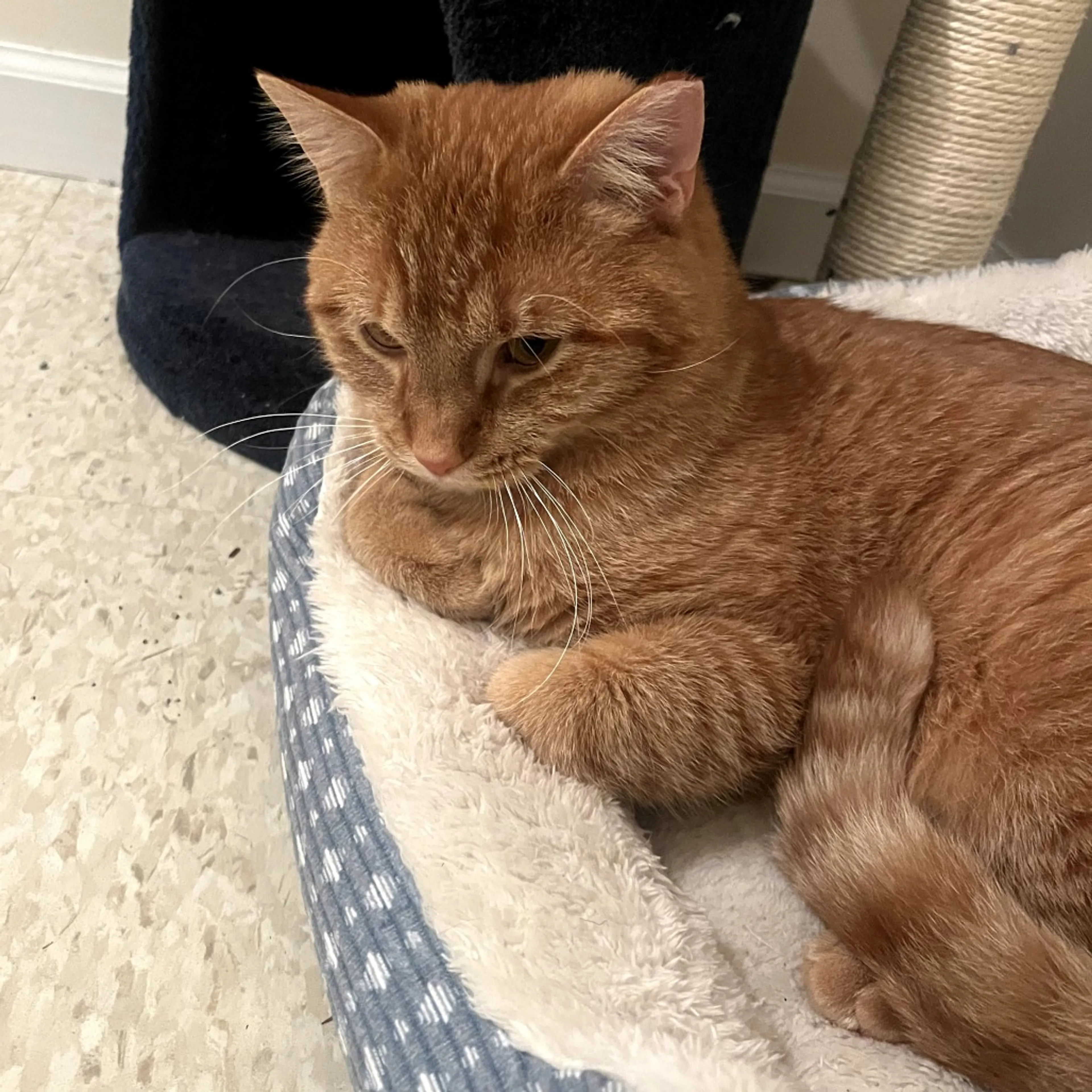 Found pet-1