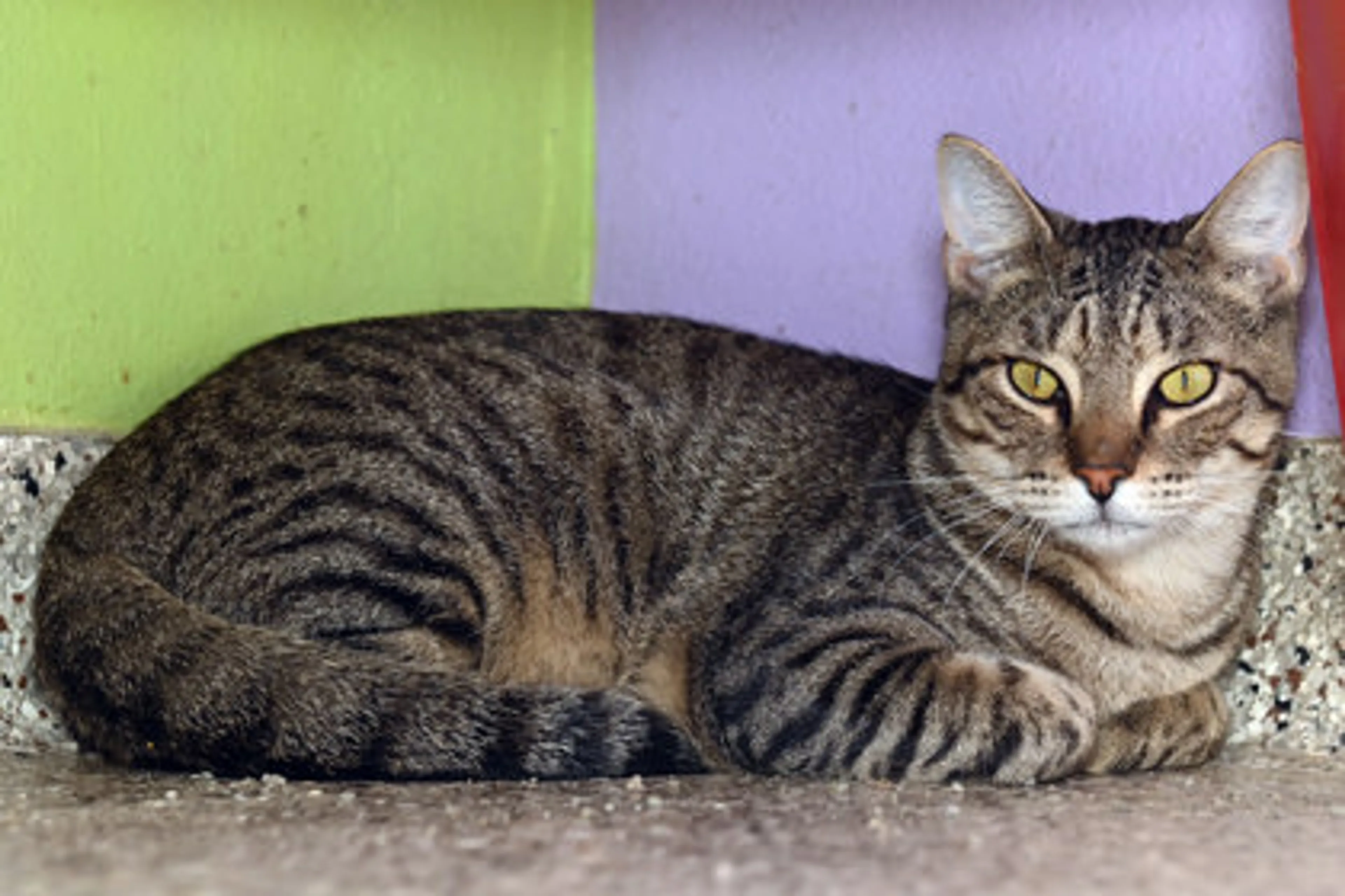 Found pet