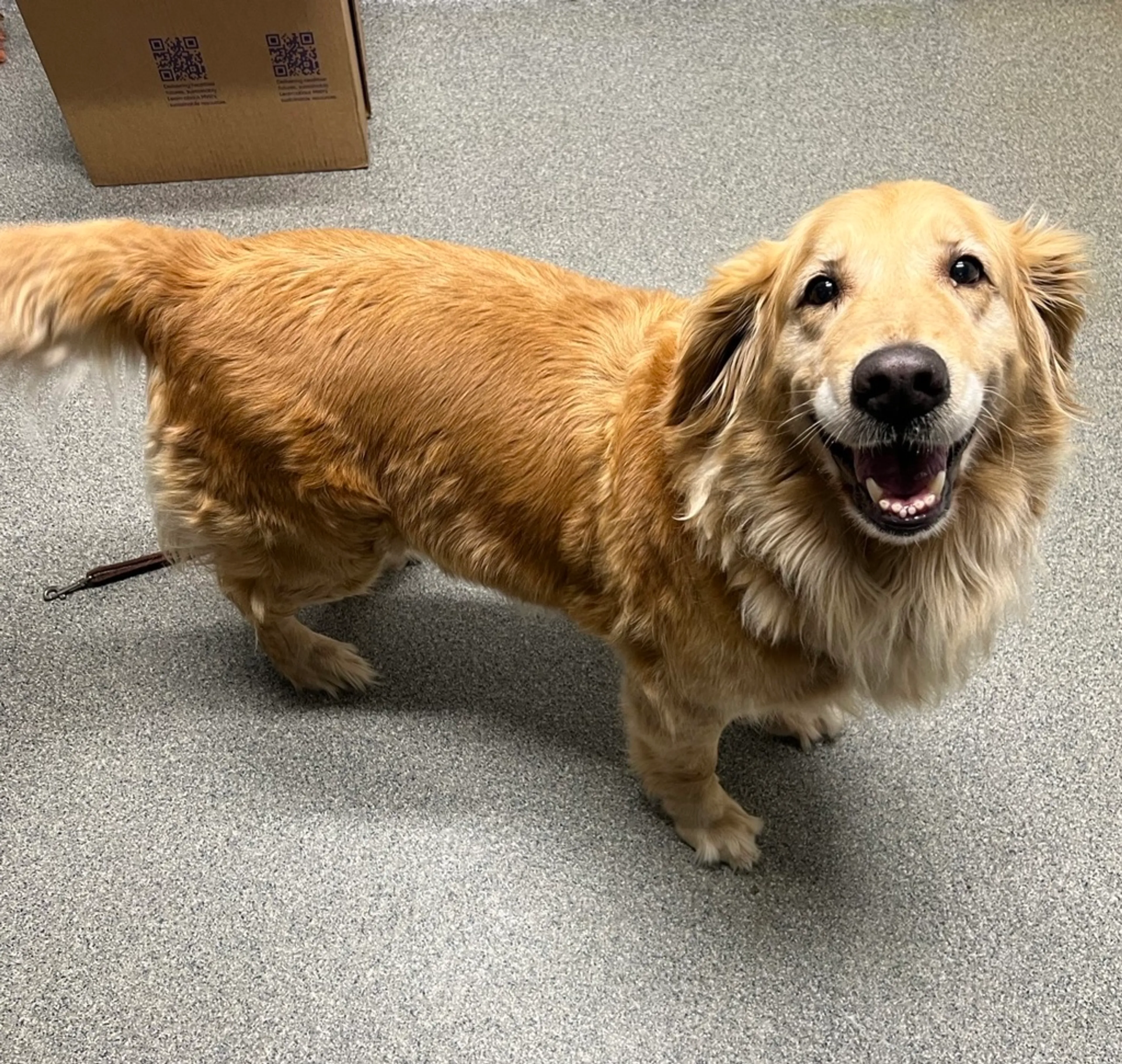 Found pet