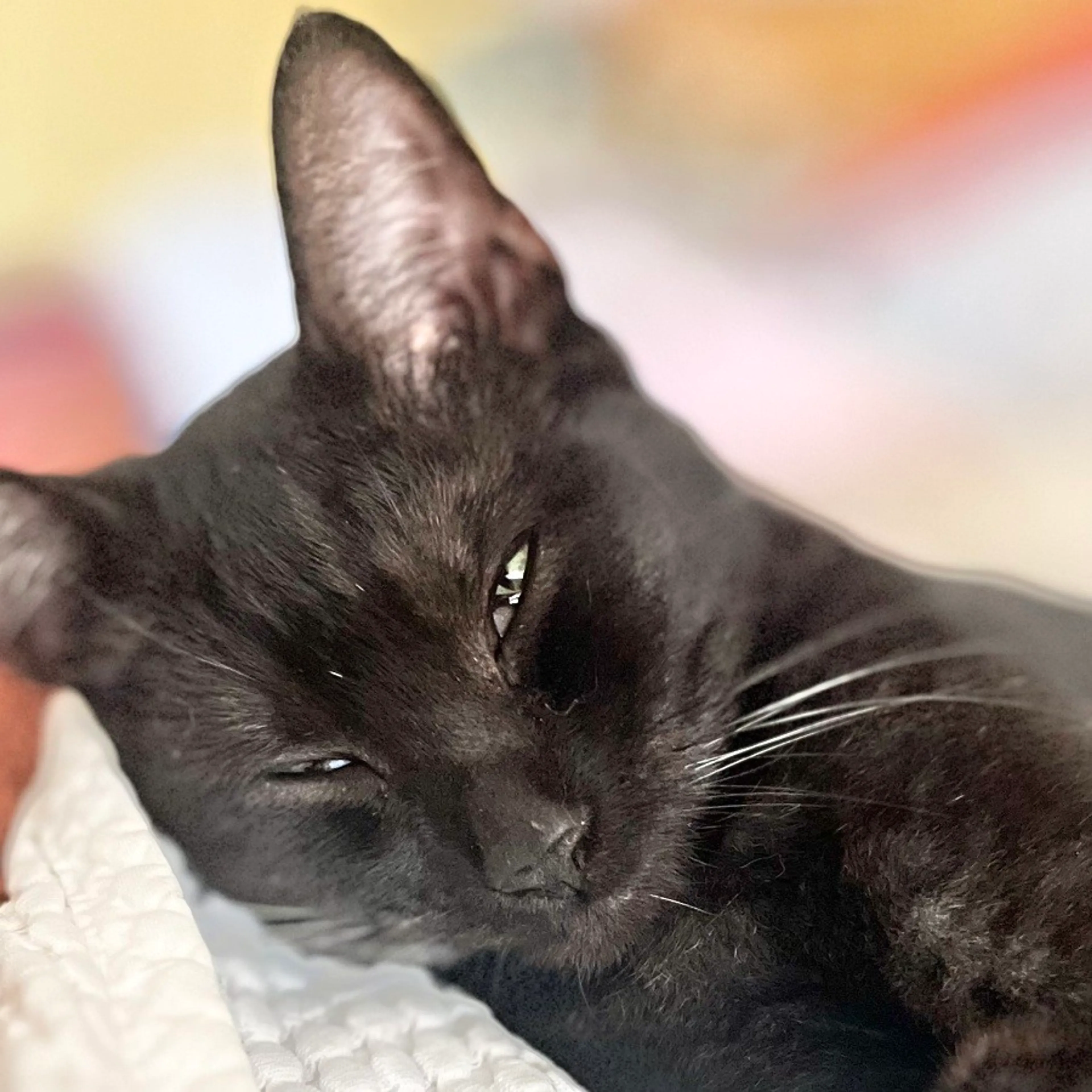 Found pet-2