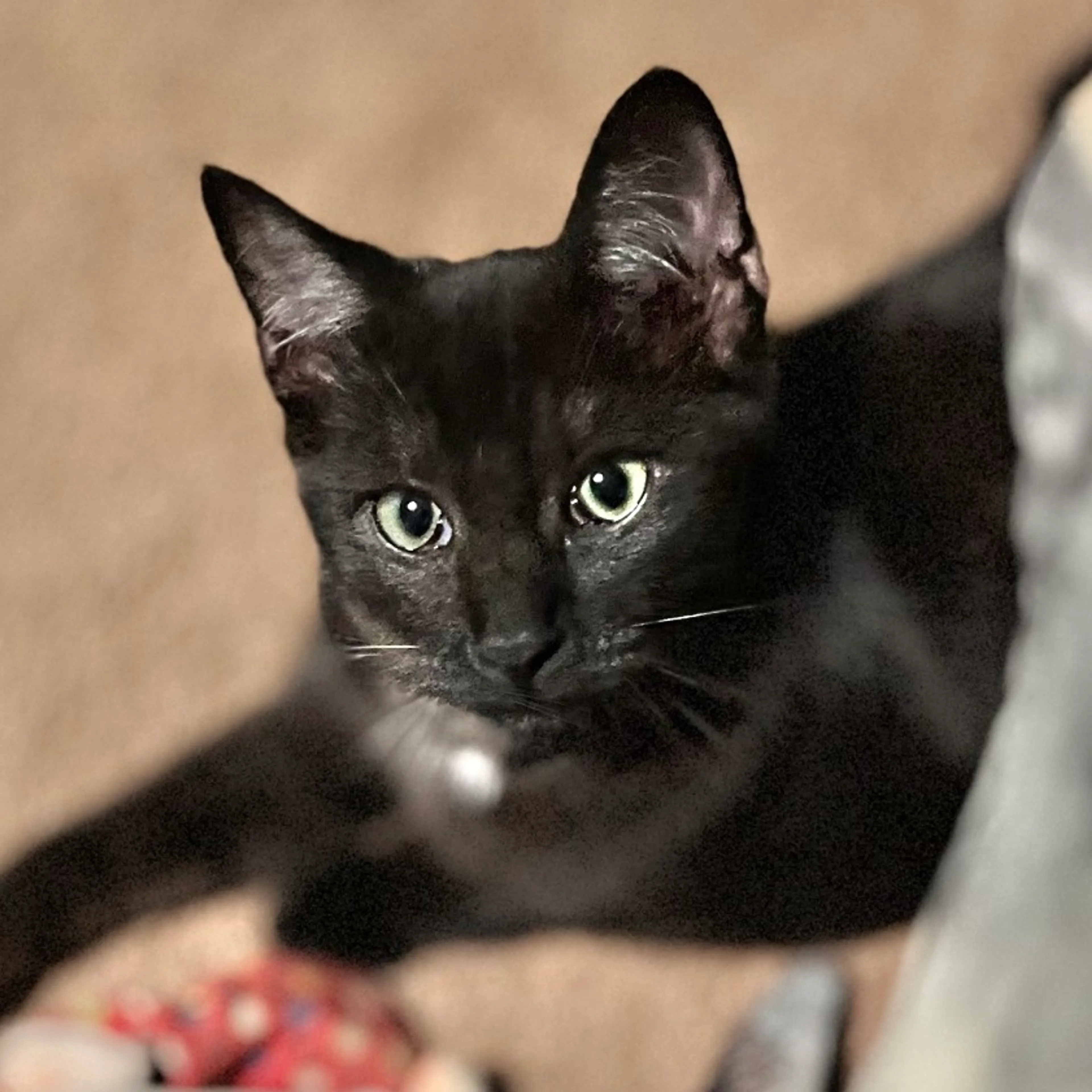 Found pet-3