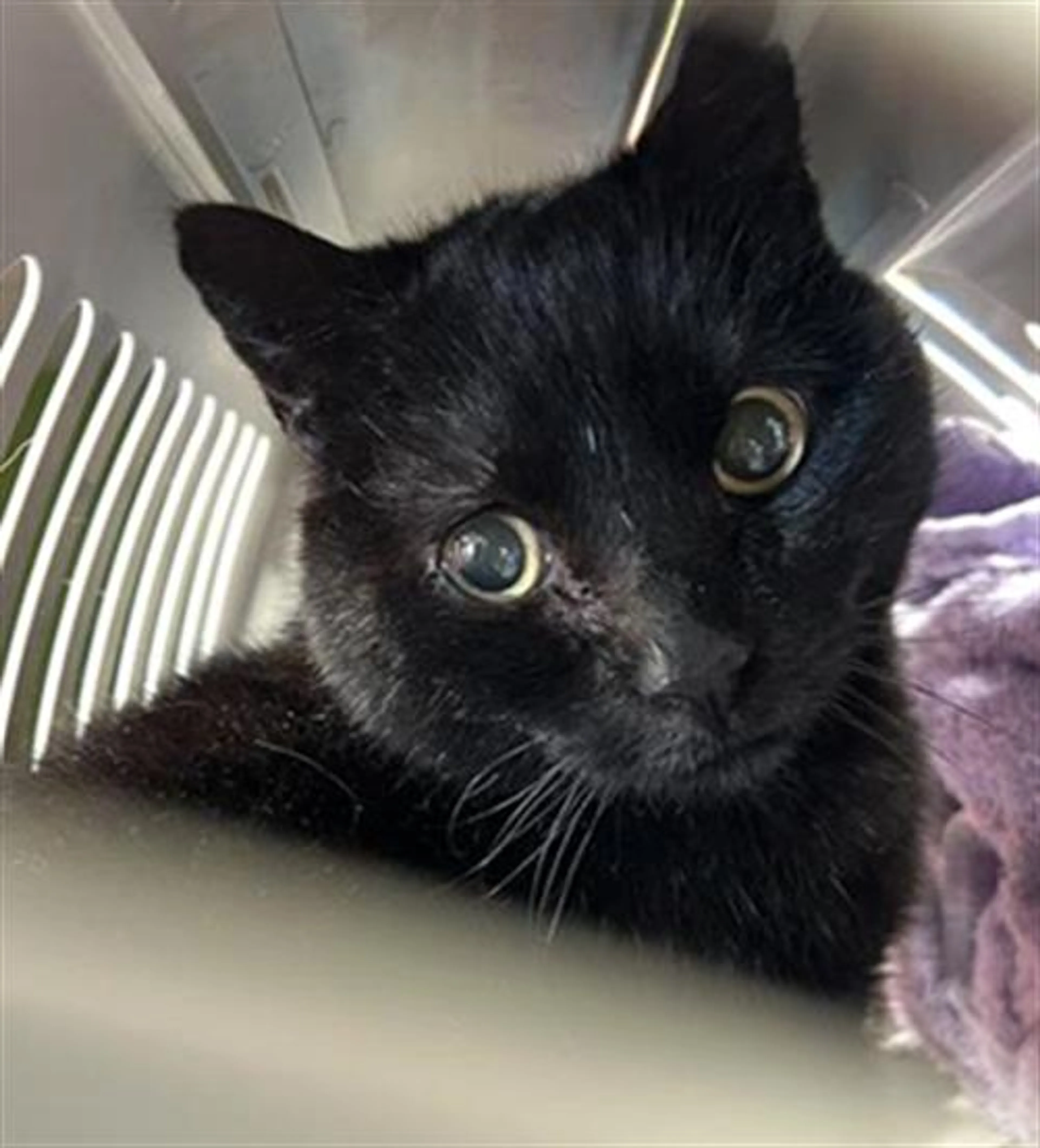 Found pet
