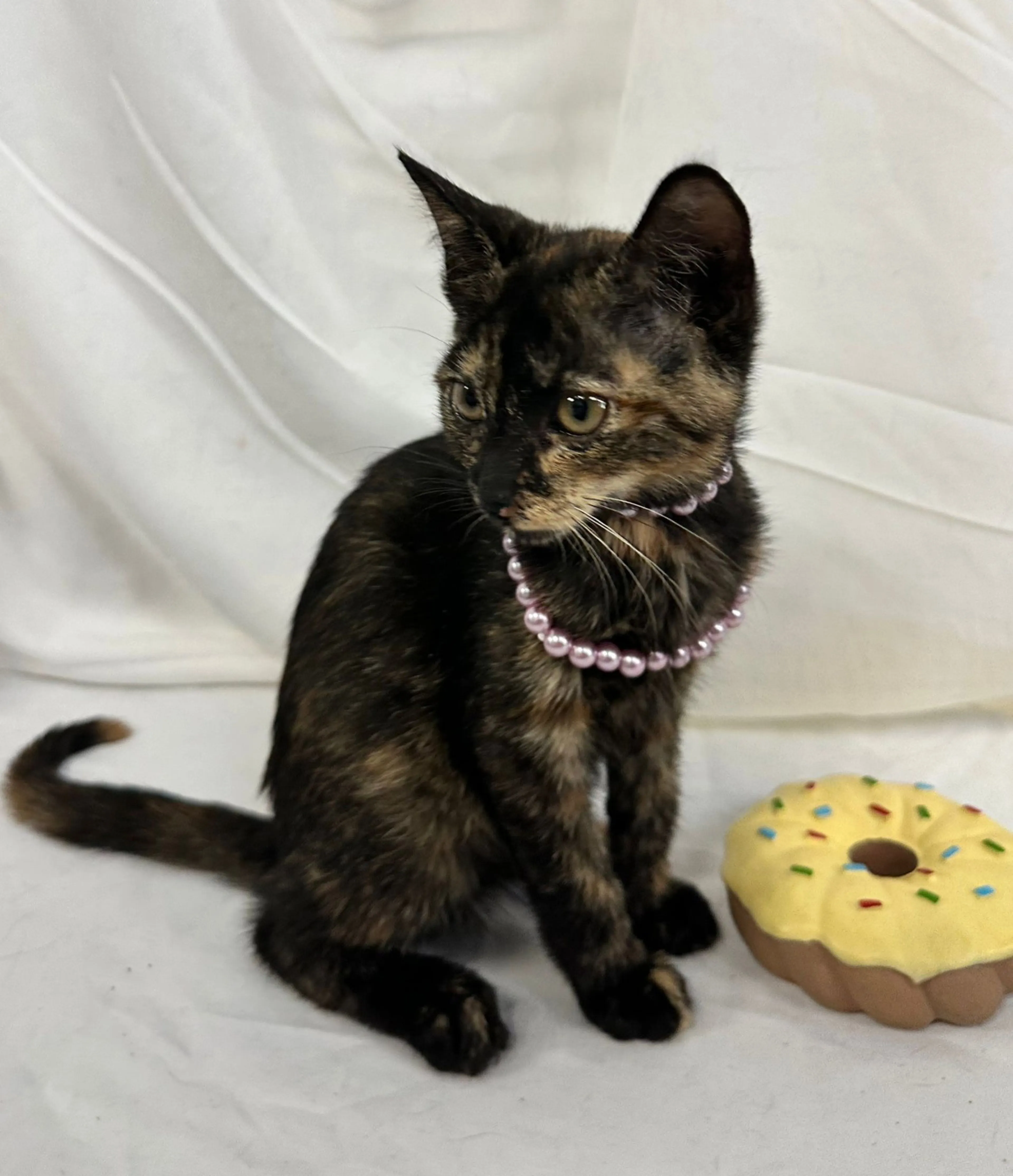 Found pet-2
