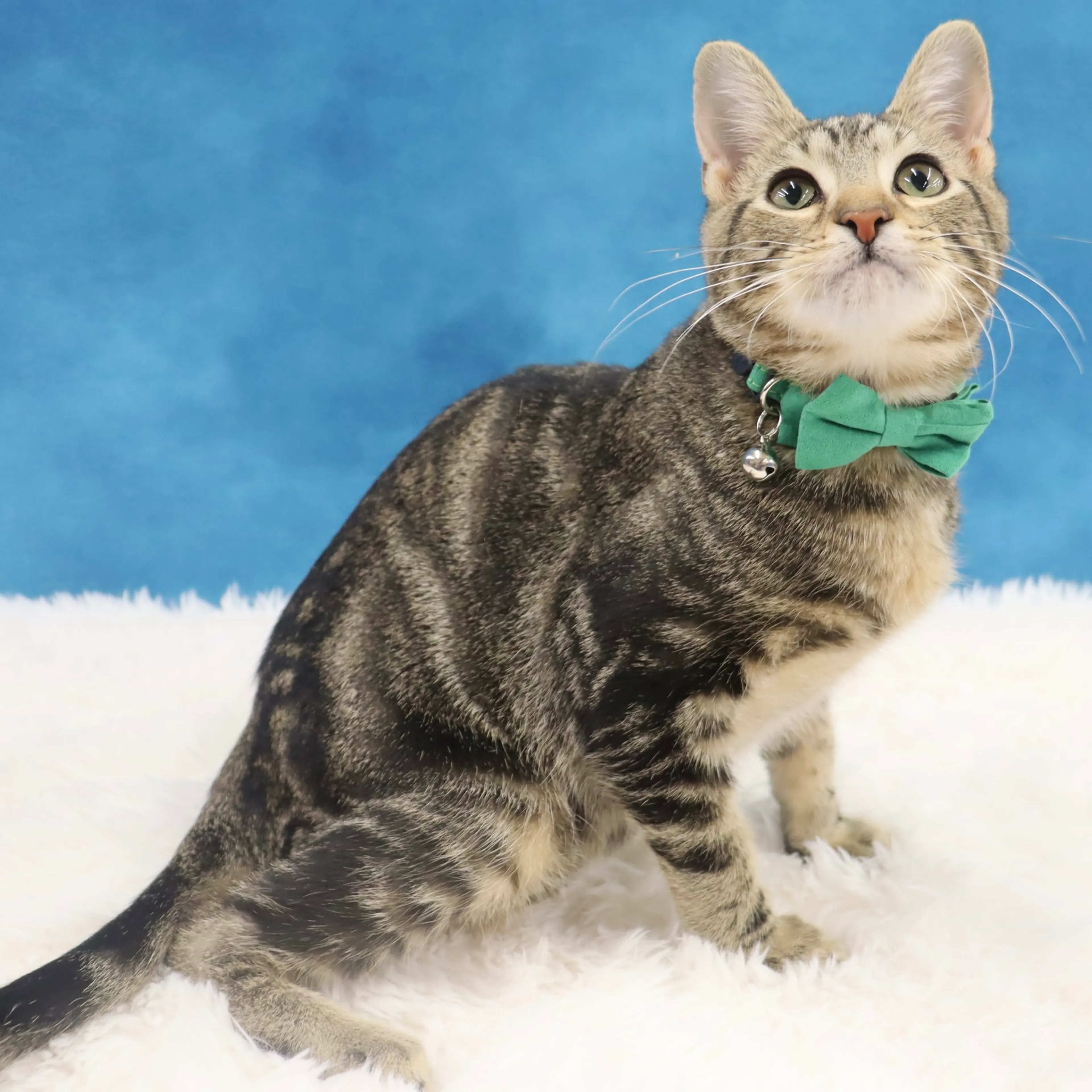 Found pet-4