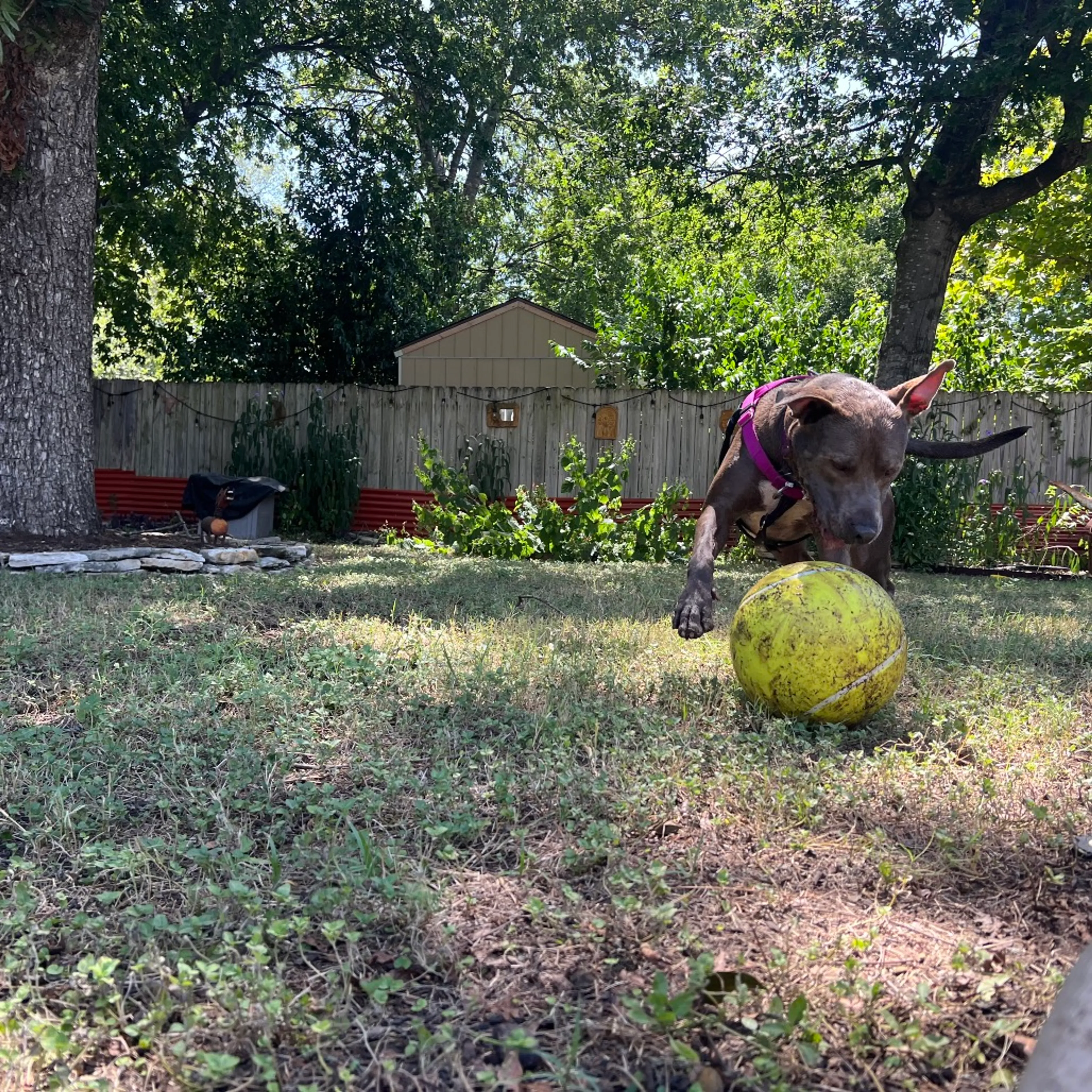 cdn image