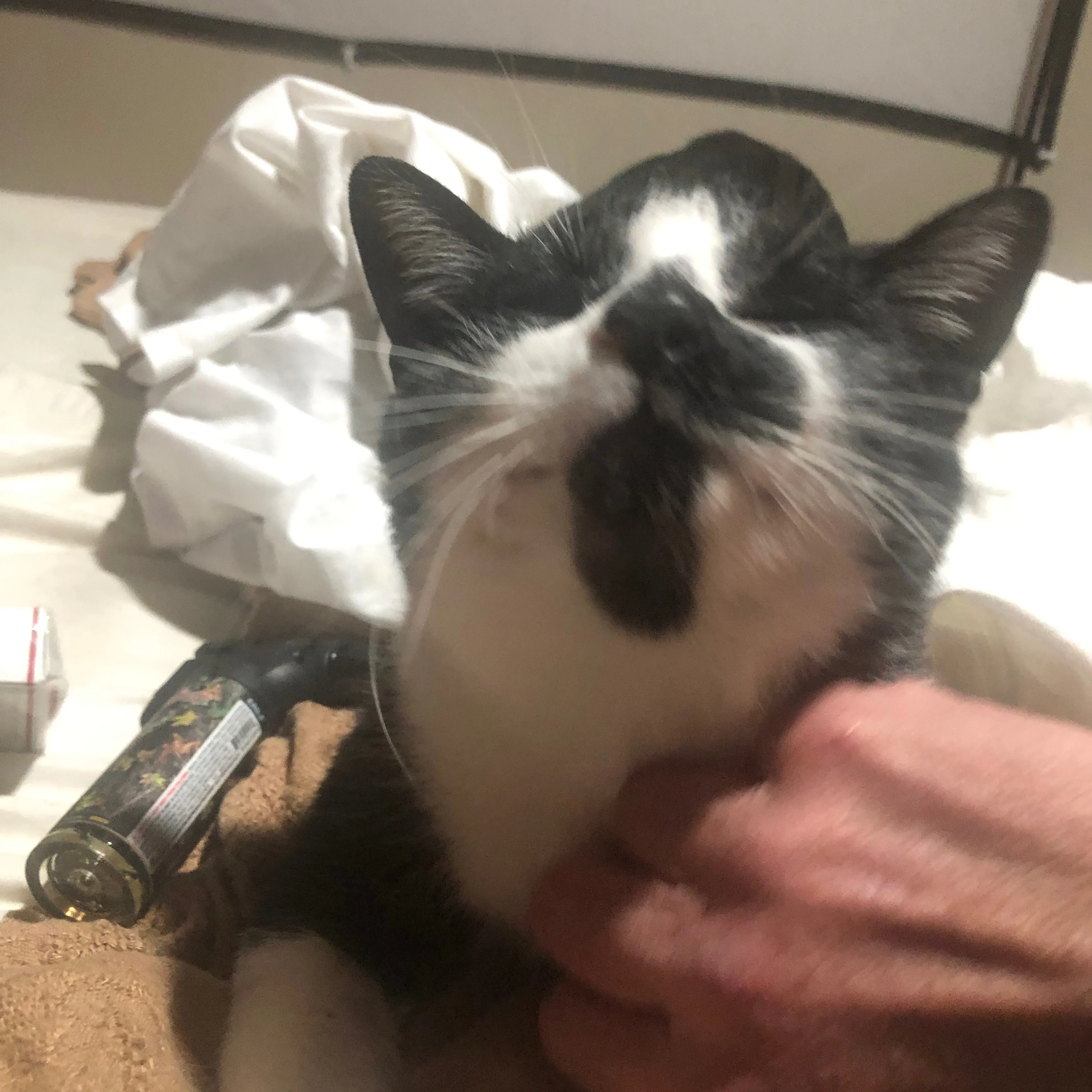 Lost pet-3