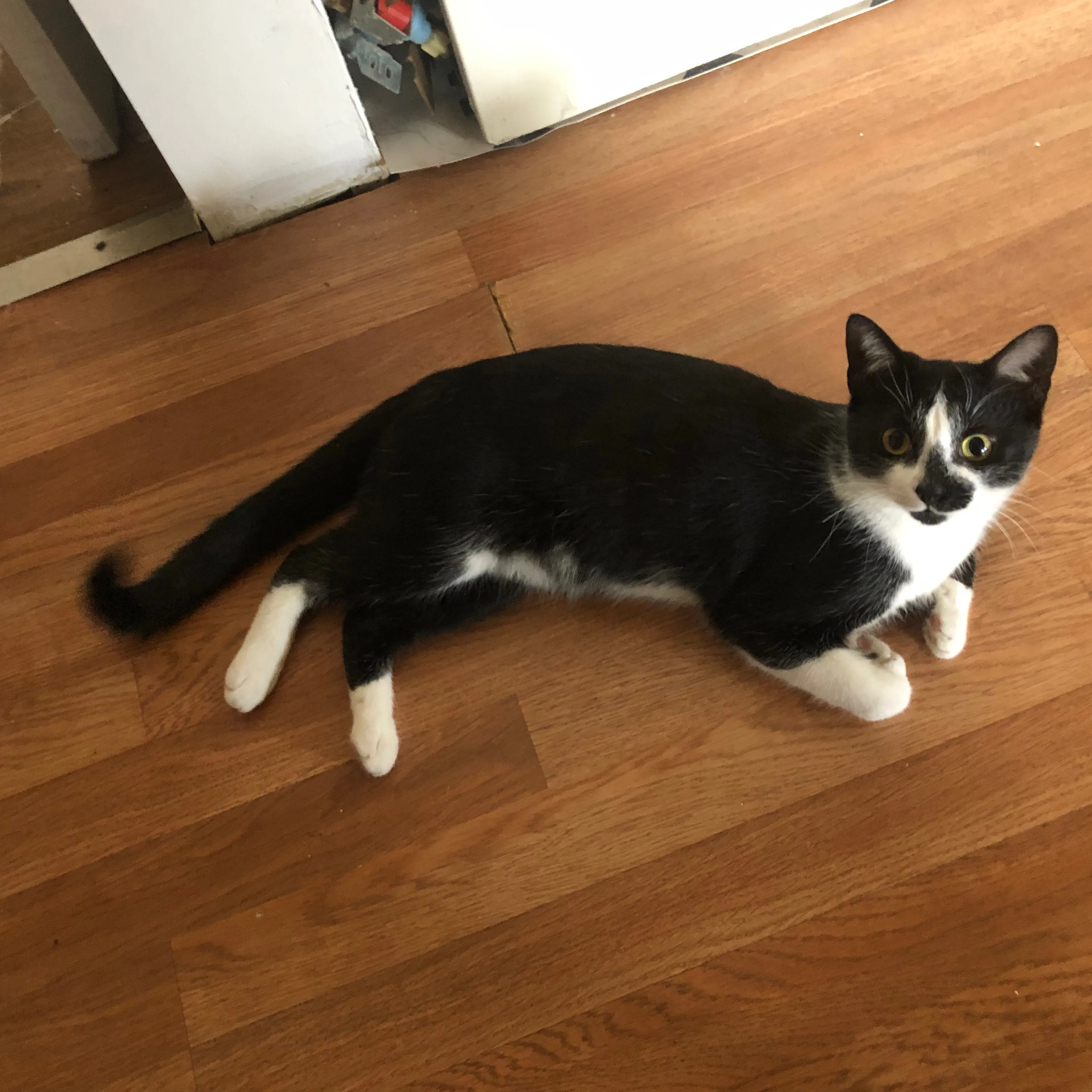 Lost pet-1