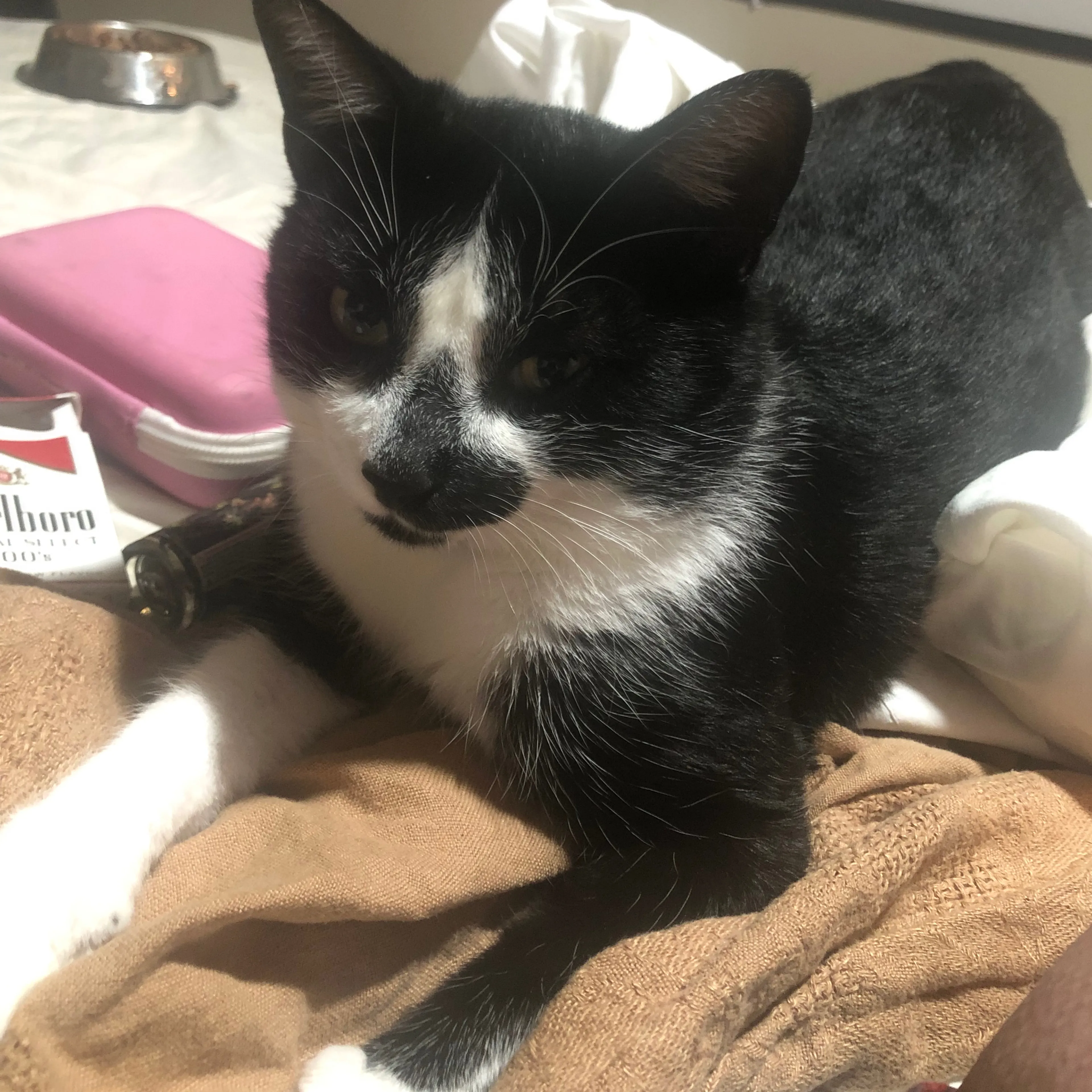 Lost pet-2
