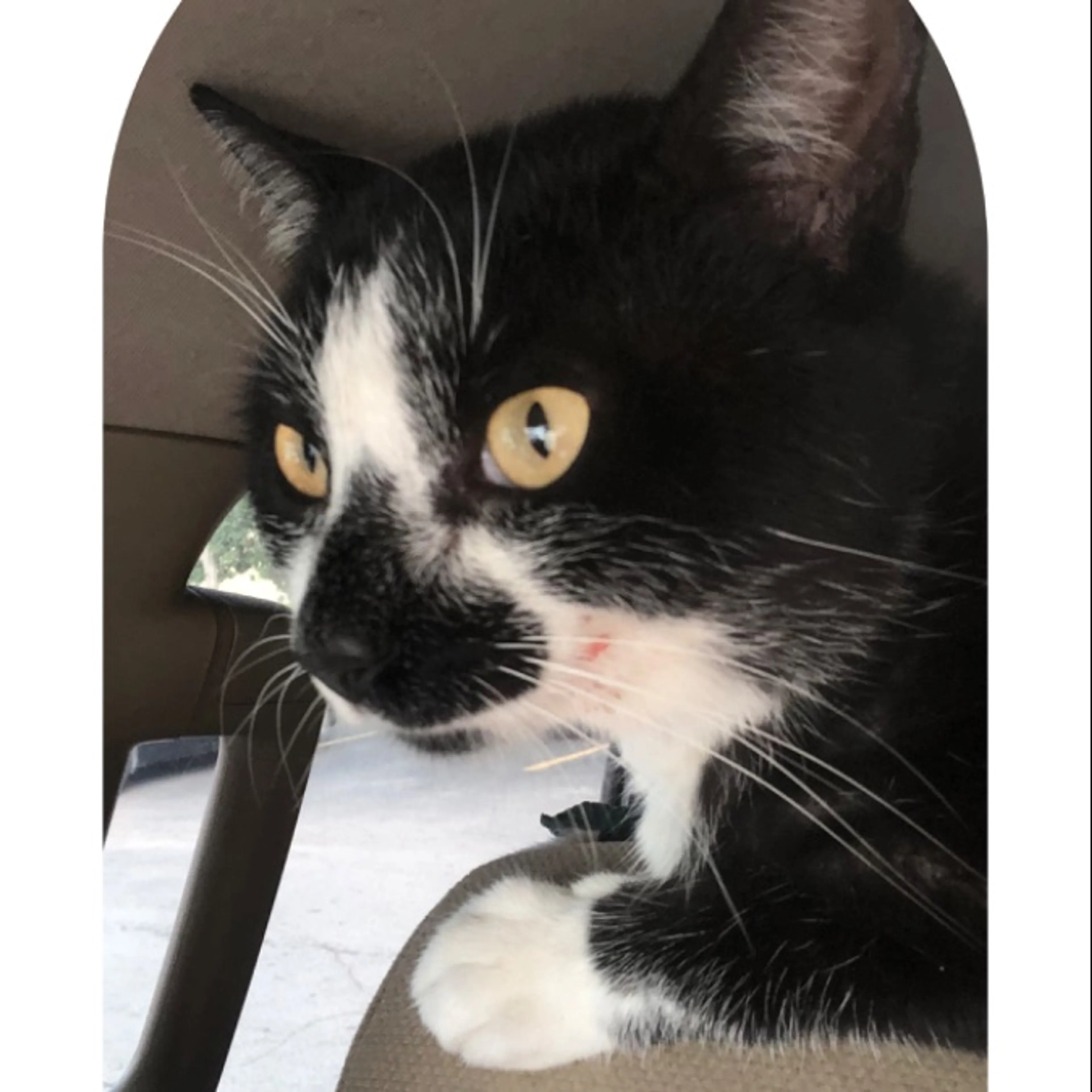 Lost pet-0