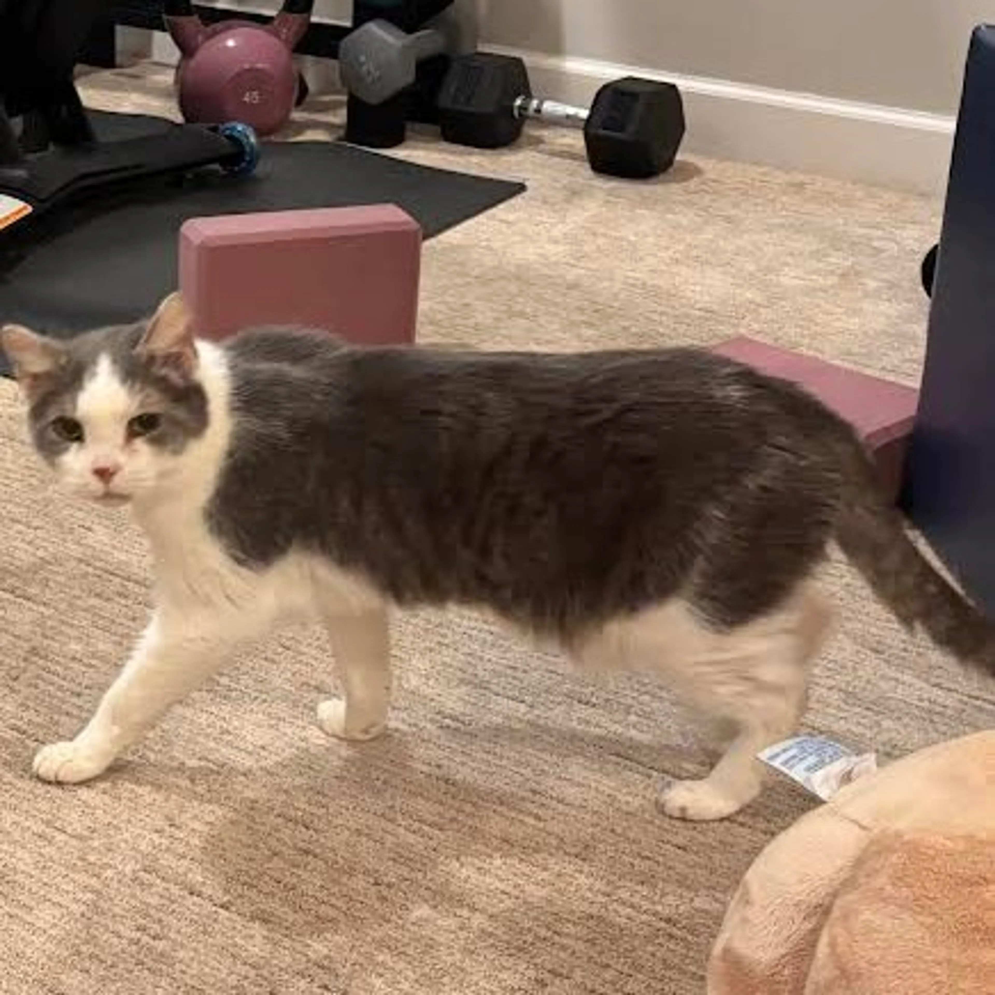 Found pet-3