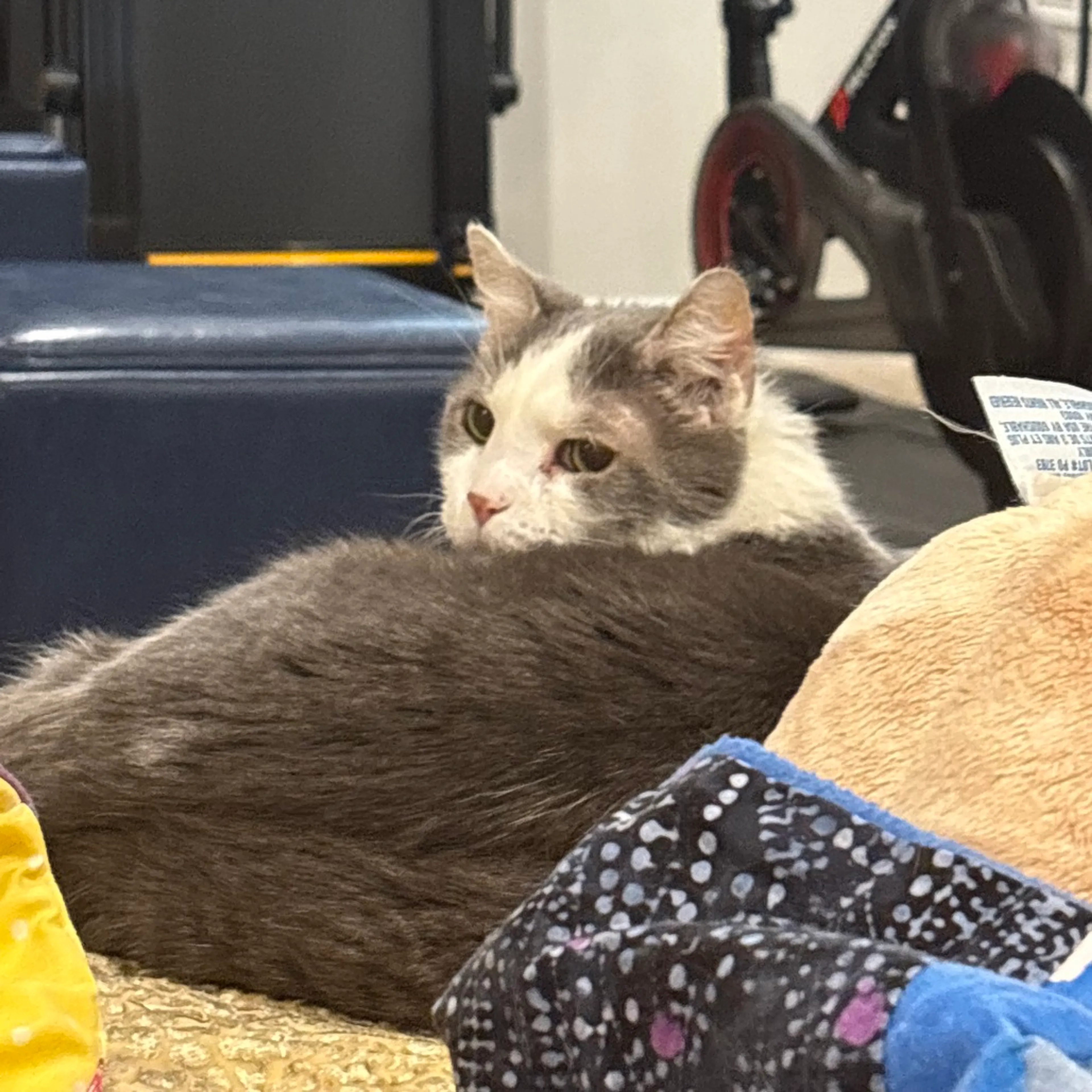 Found pet-7