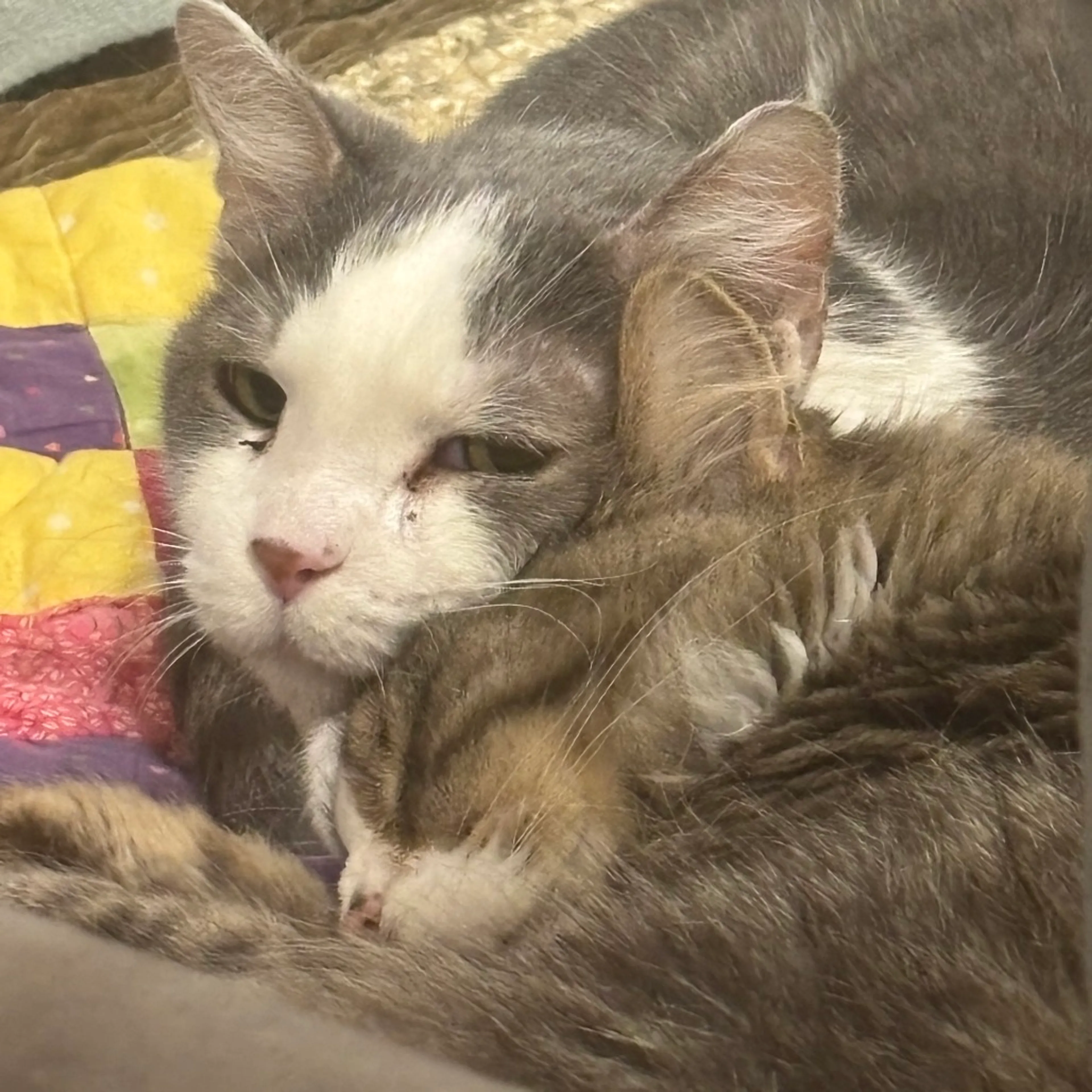 Found pet-8