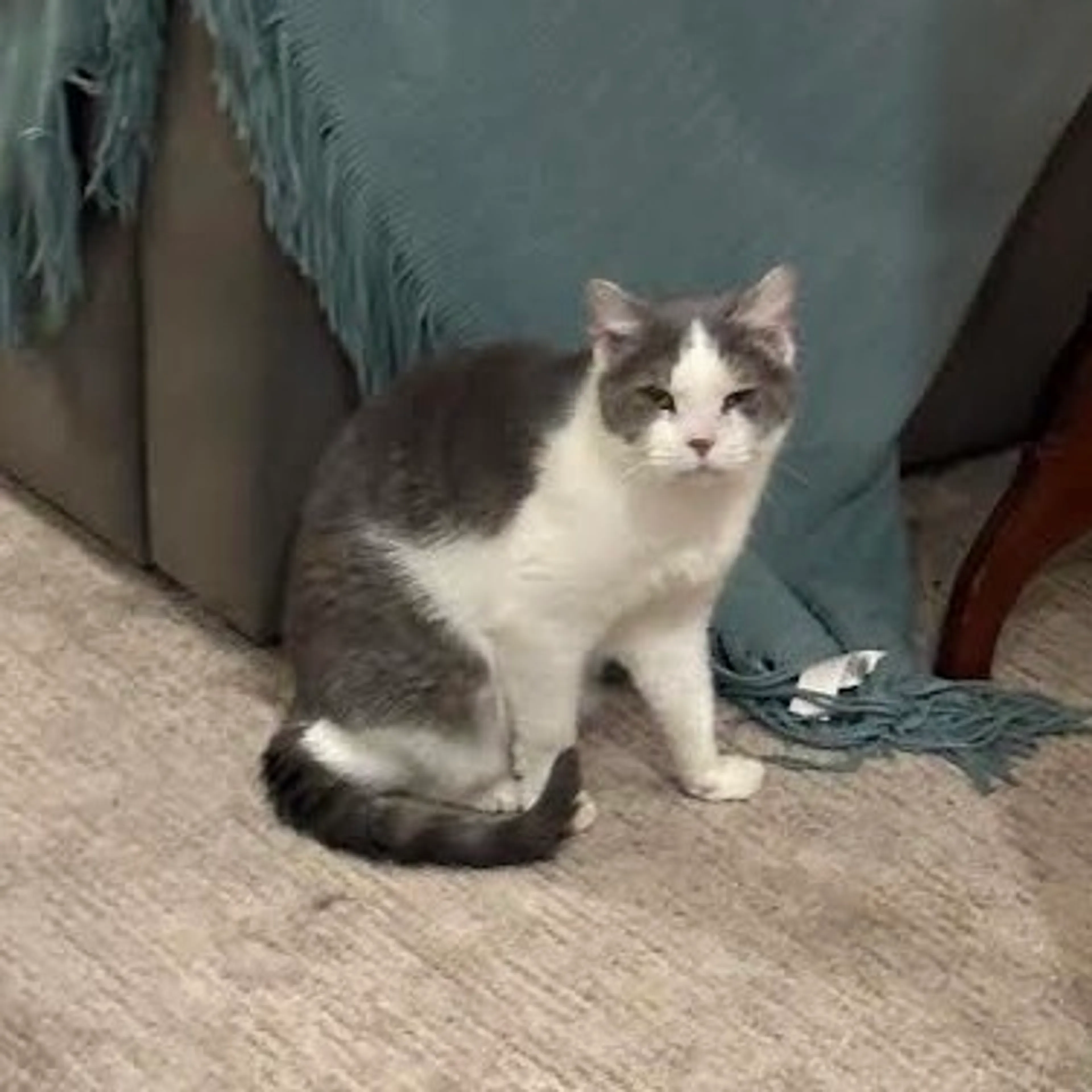 Found pet-0