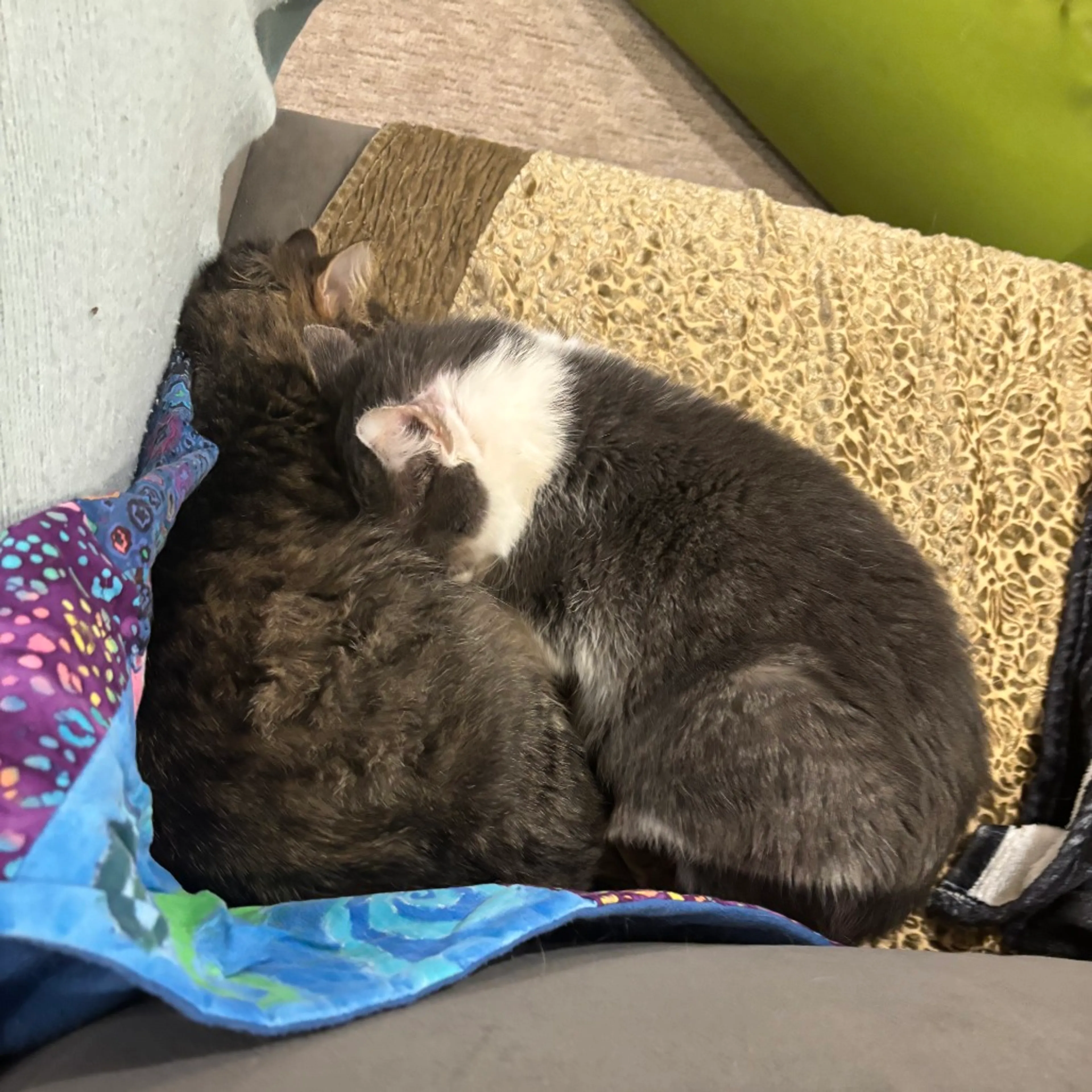 Found pet-5