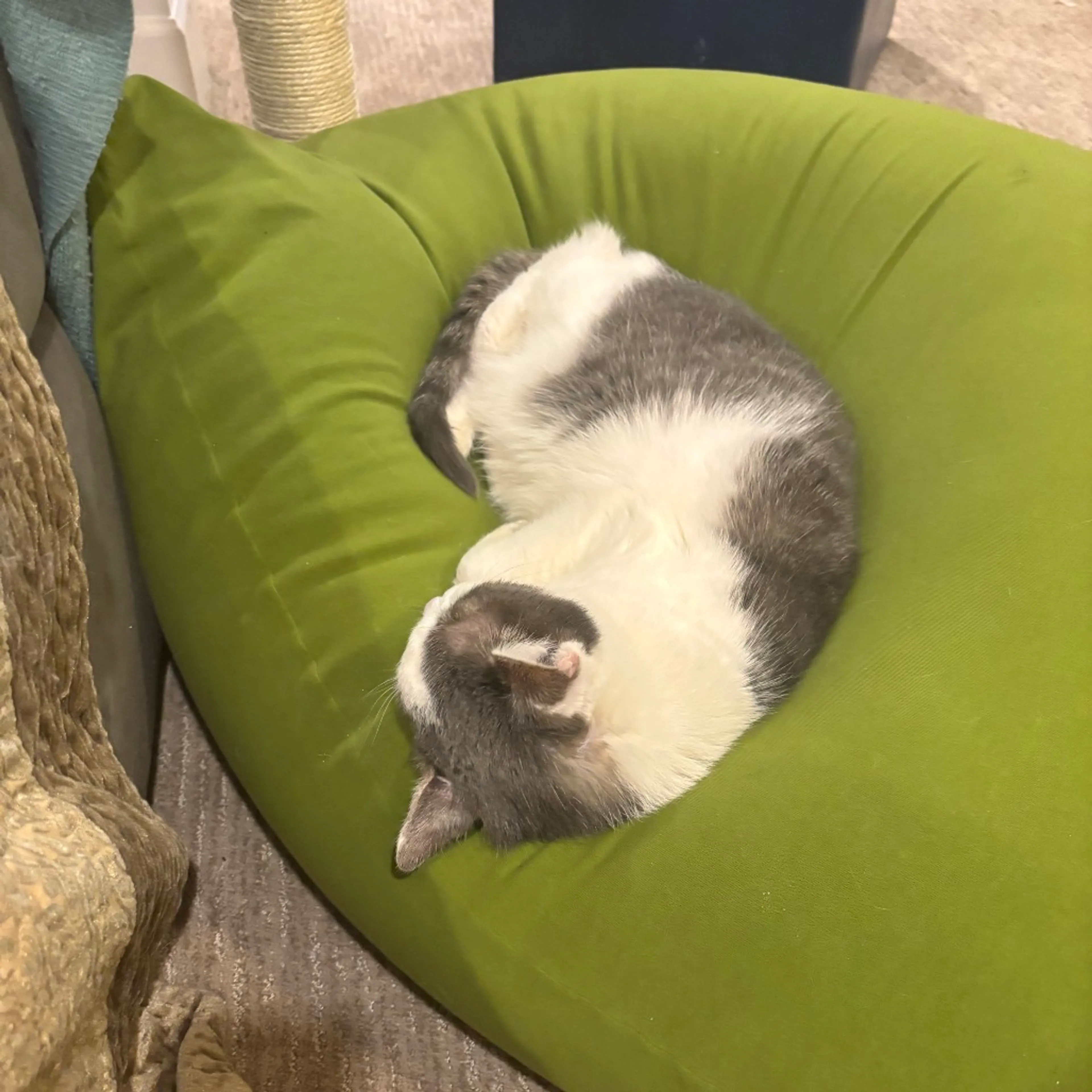 Found pet-6