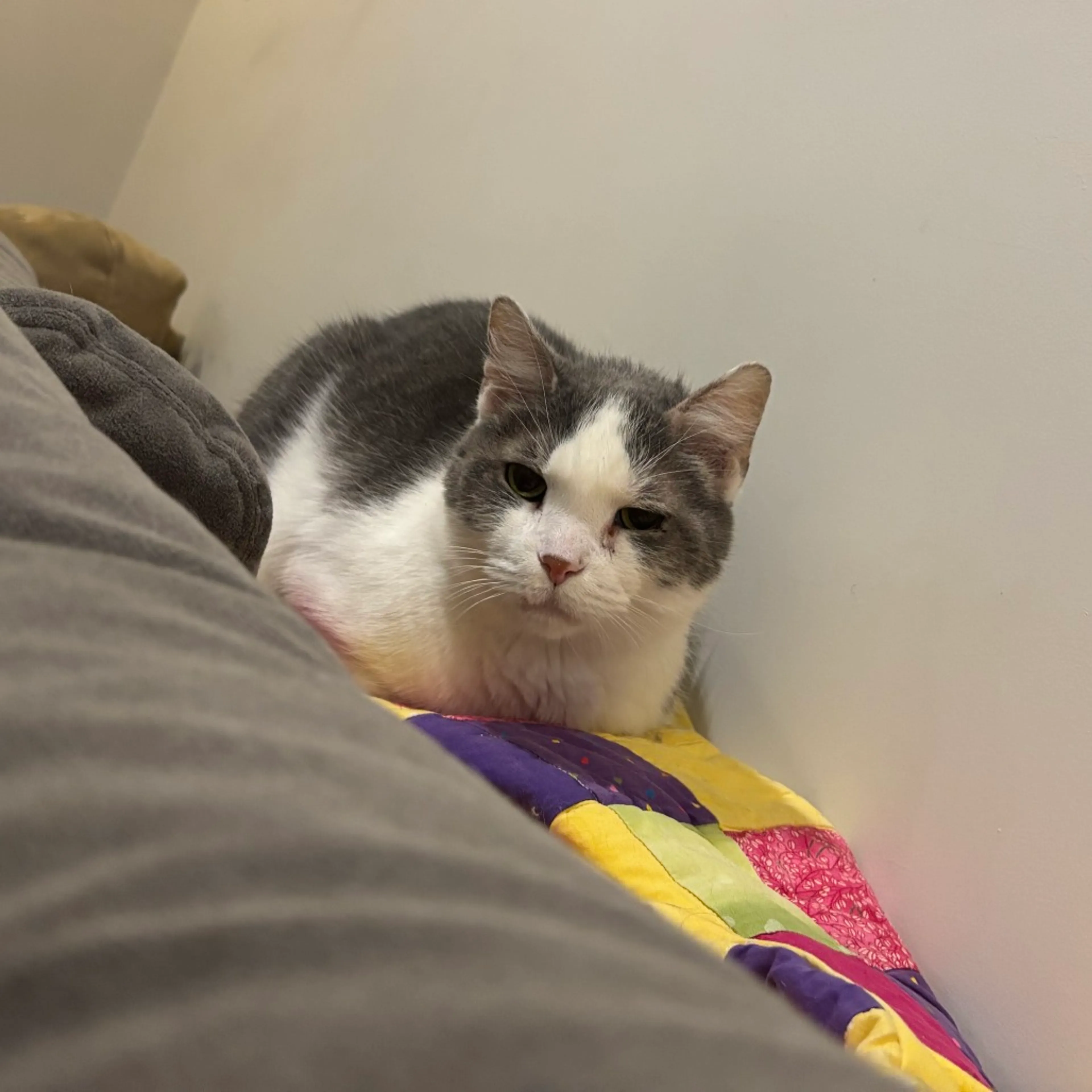 Found pet-4