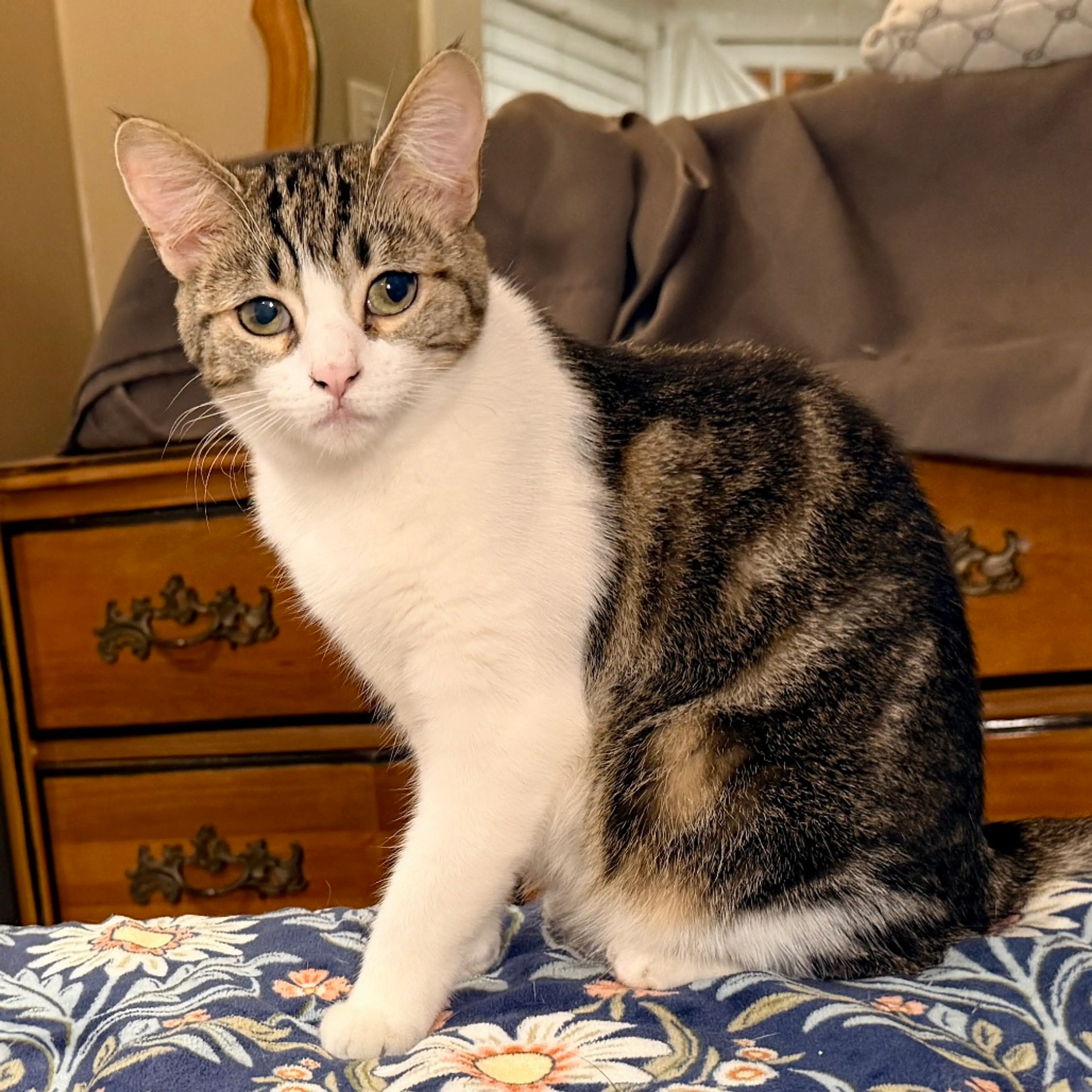 Found pet-2