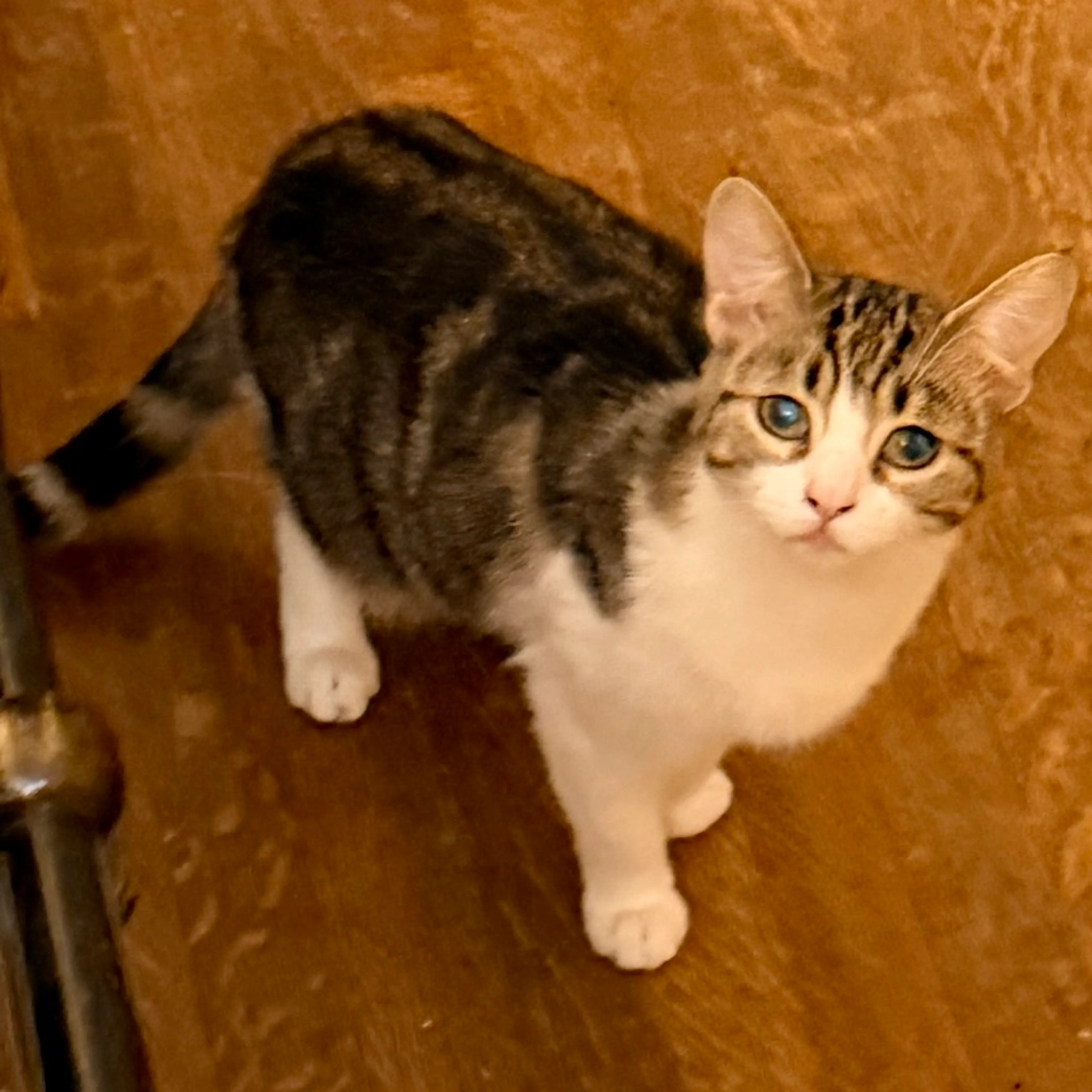 Found pet-1