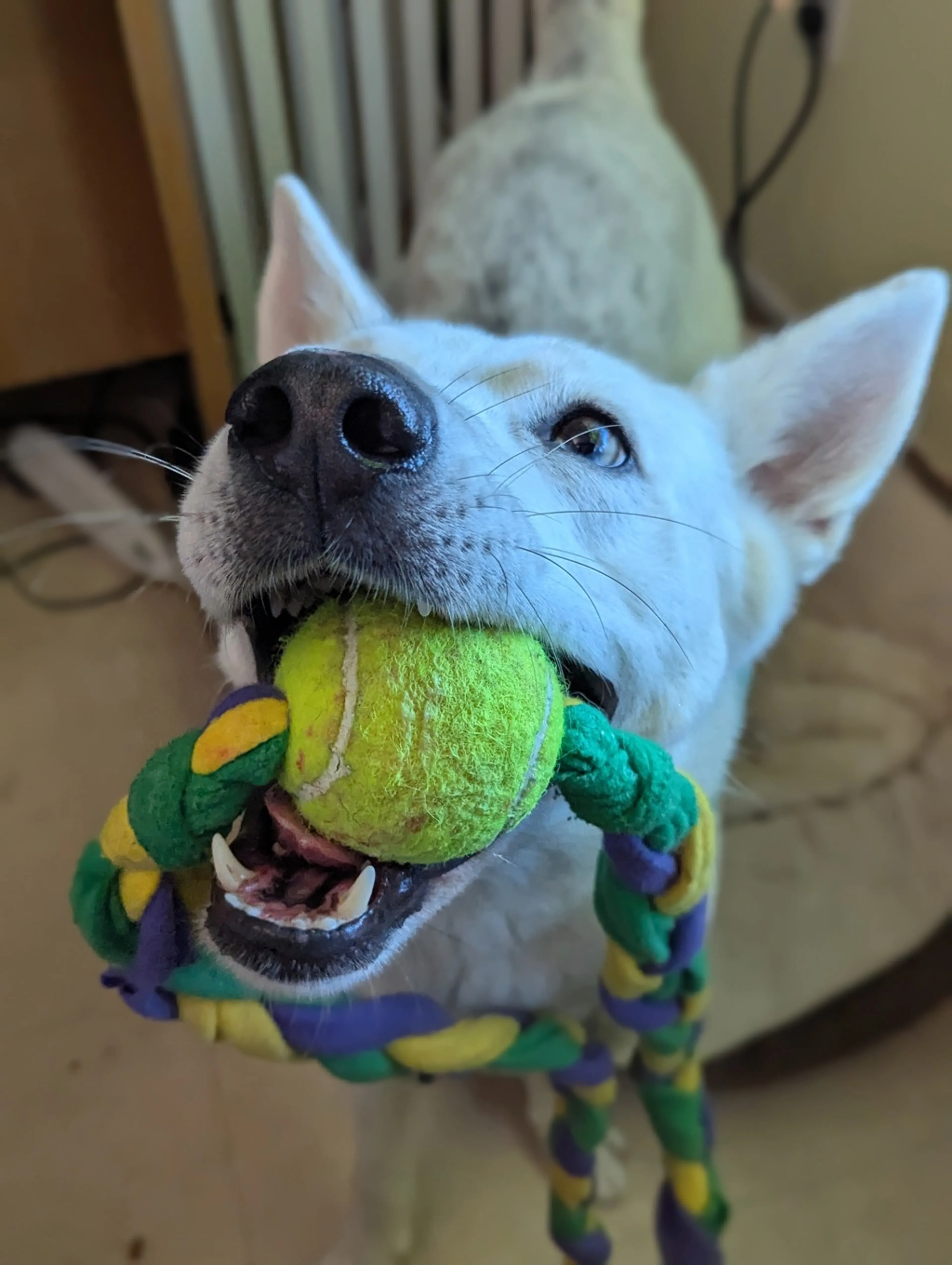 Found pet-8