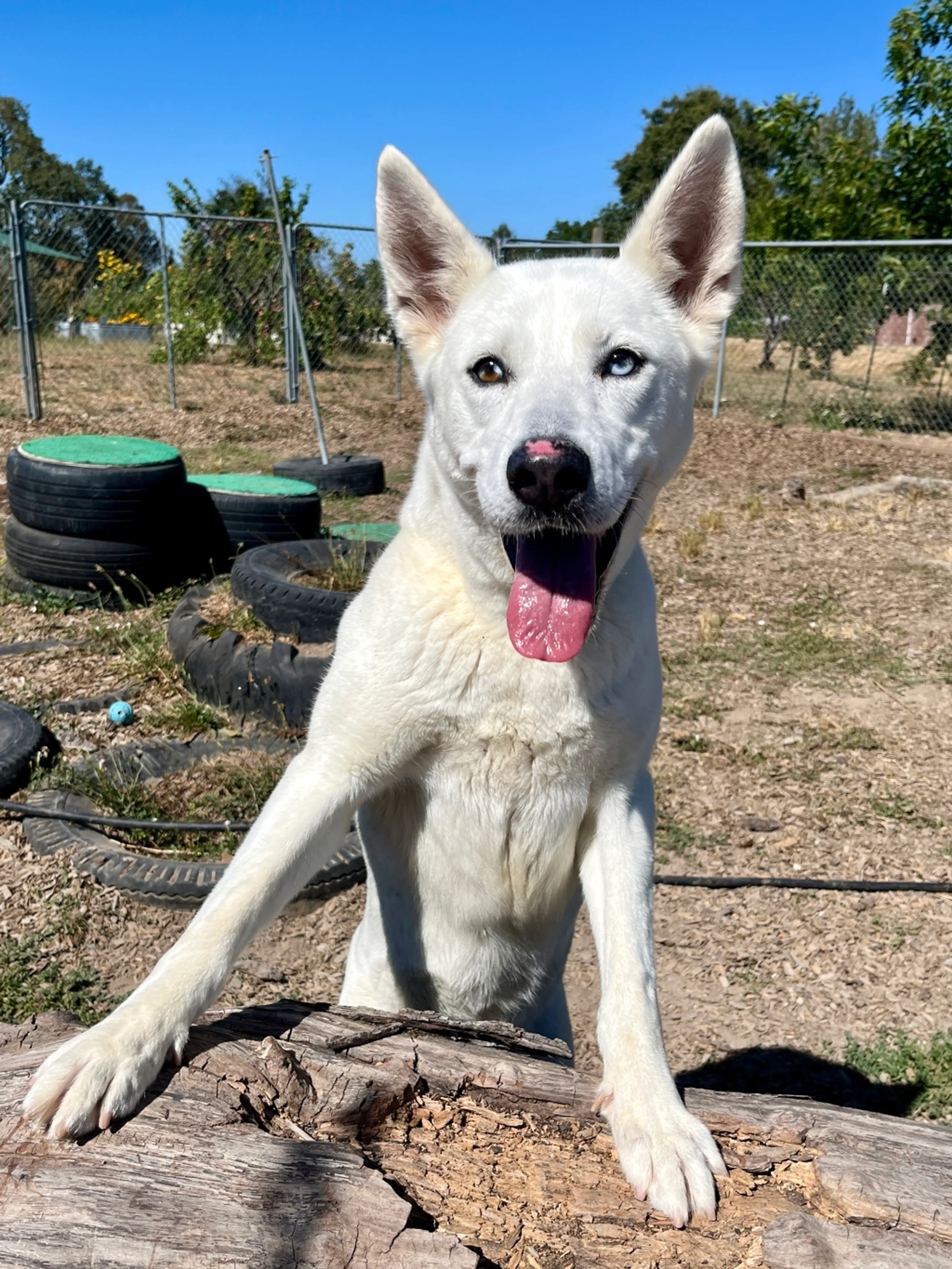 Found pet-7