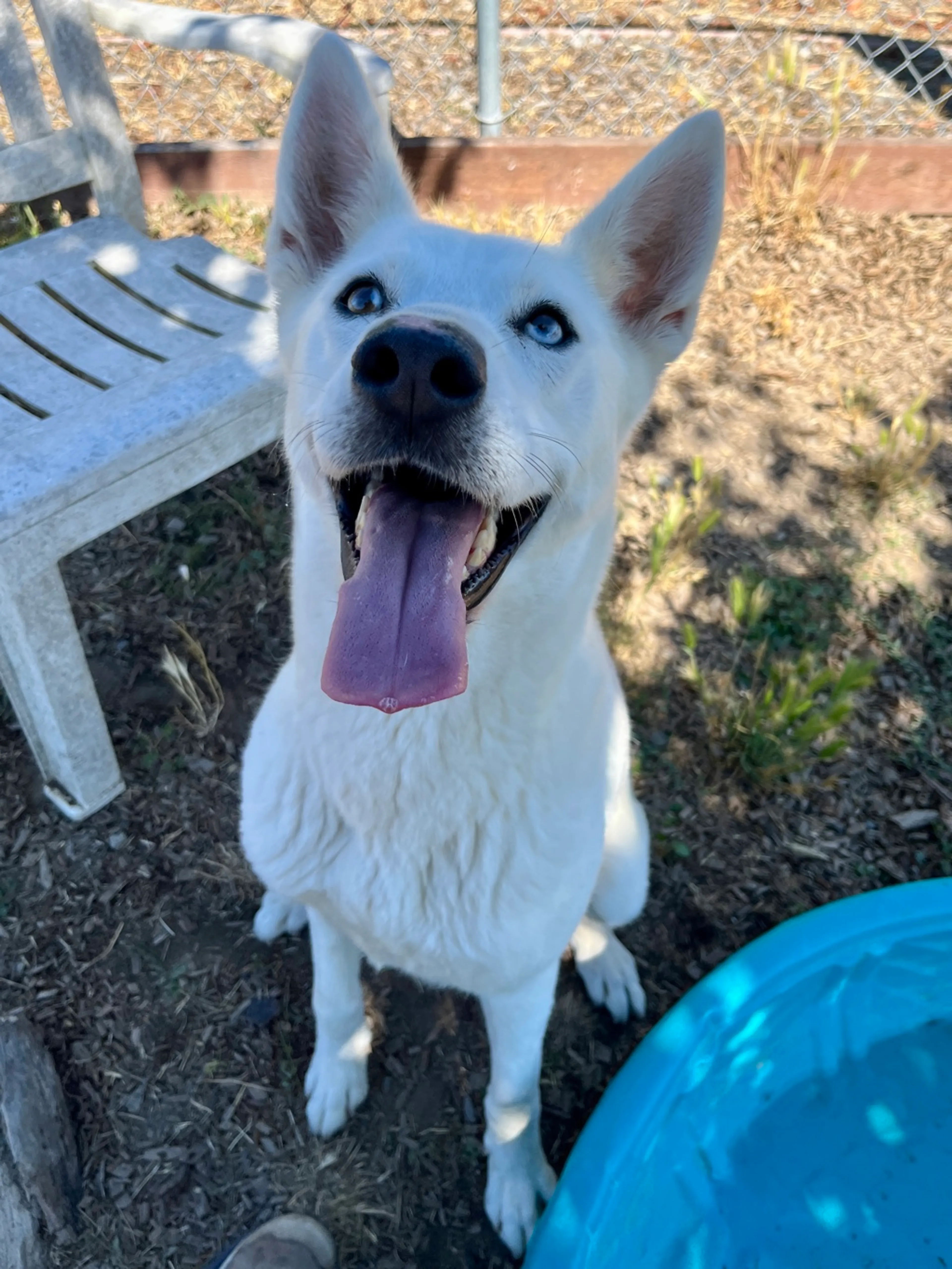 Found pet-9