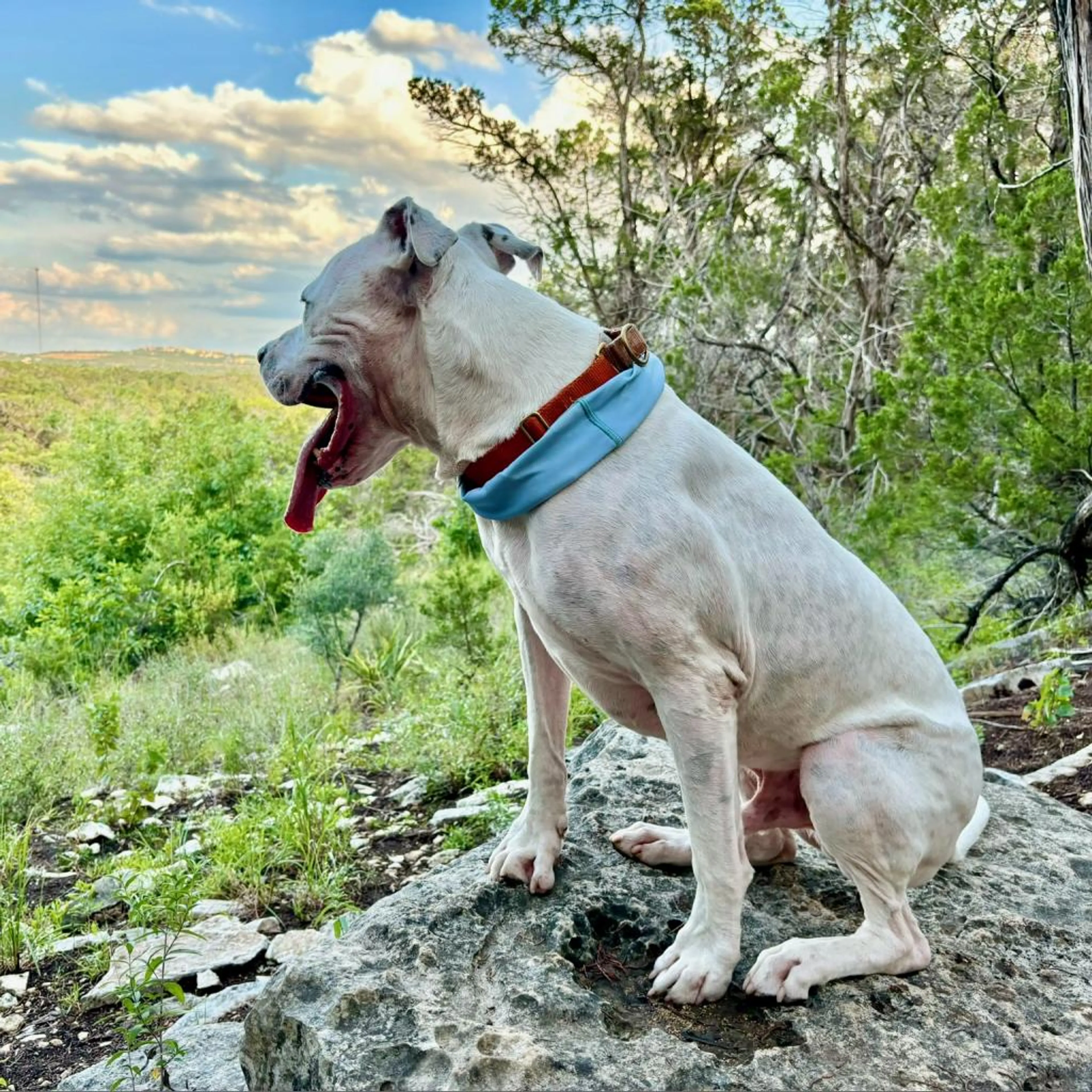 Found pet-1
