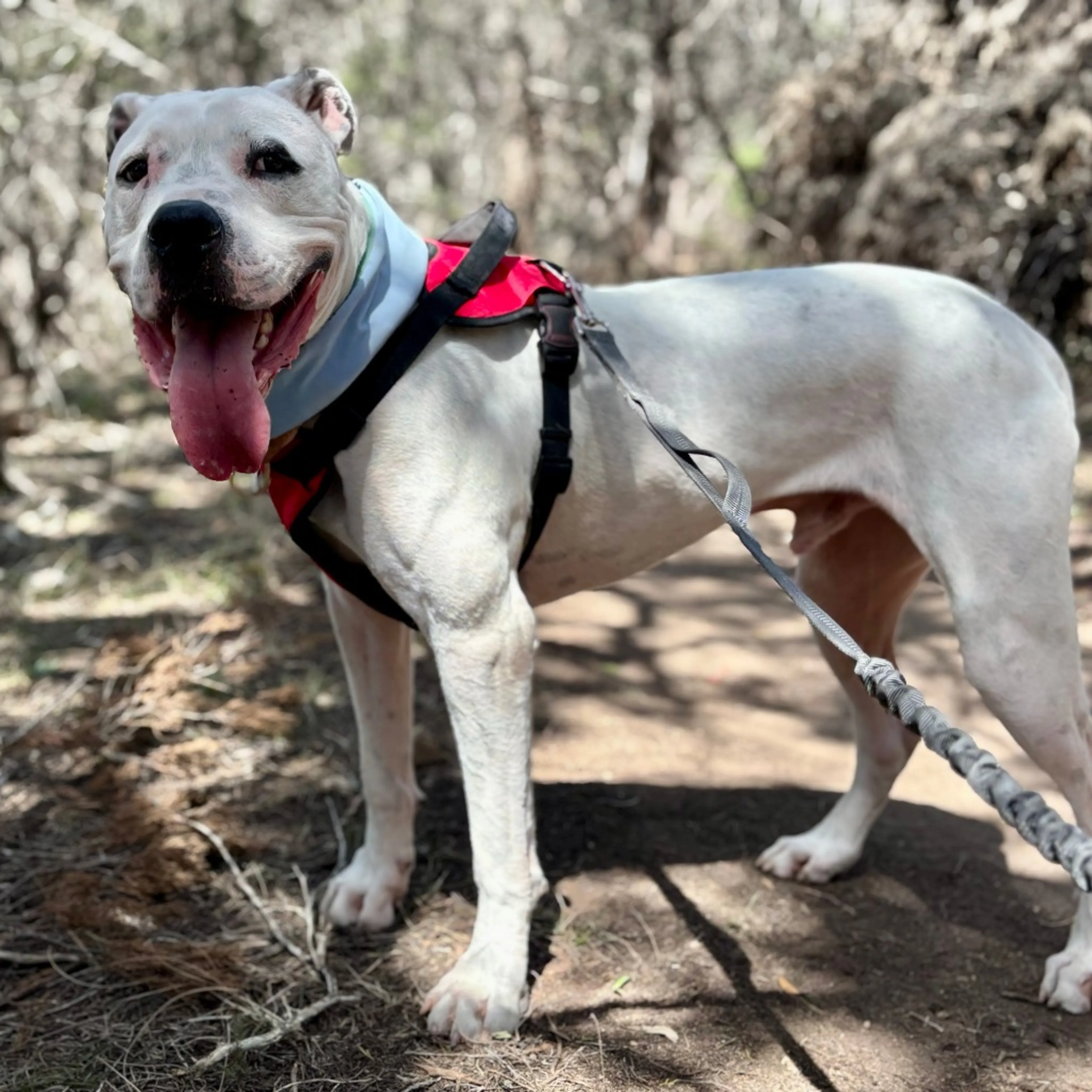 Found pet-27