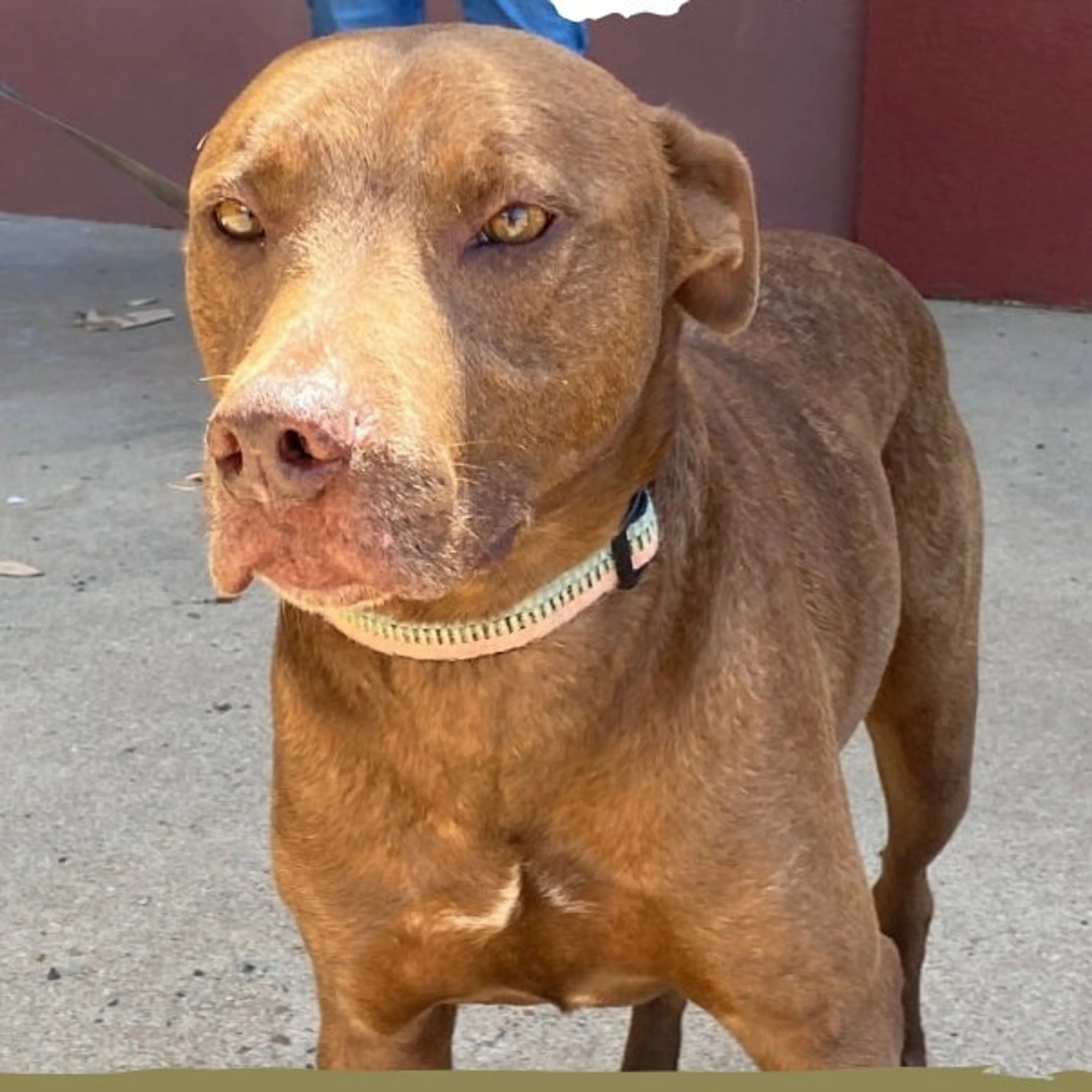 Found pet-2