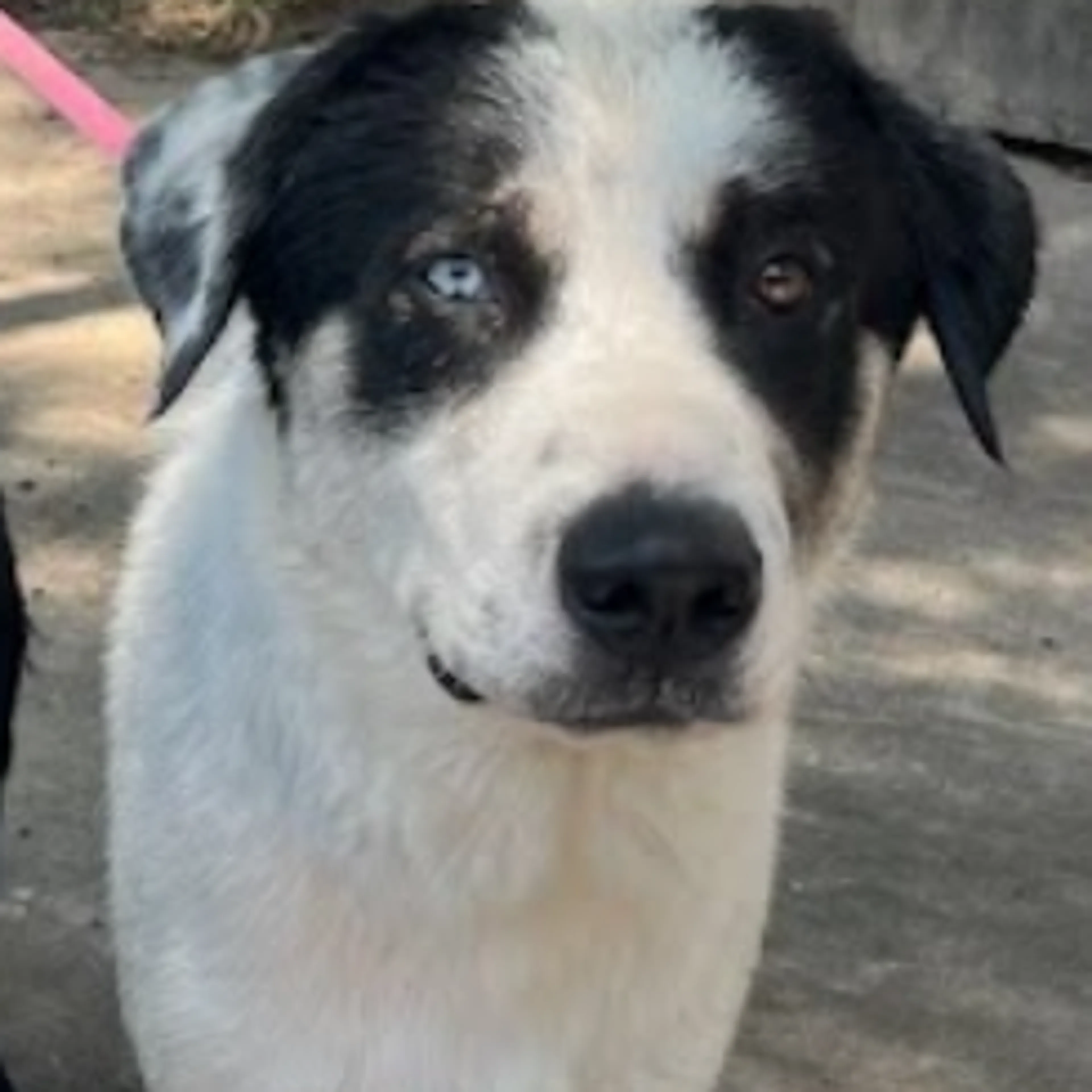 Found pet