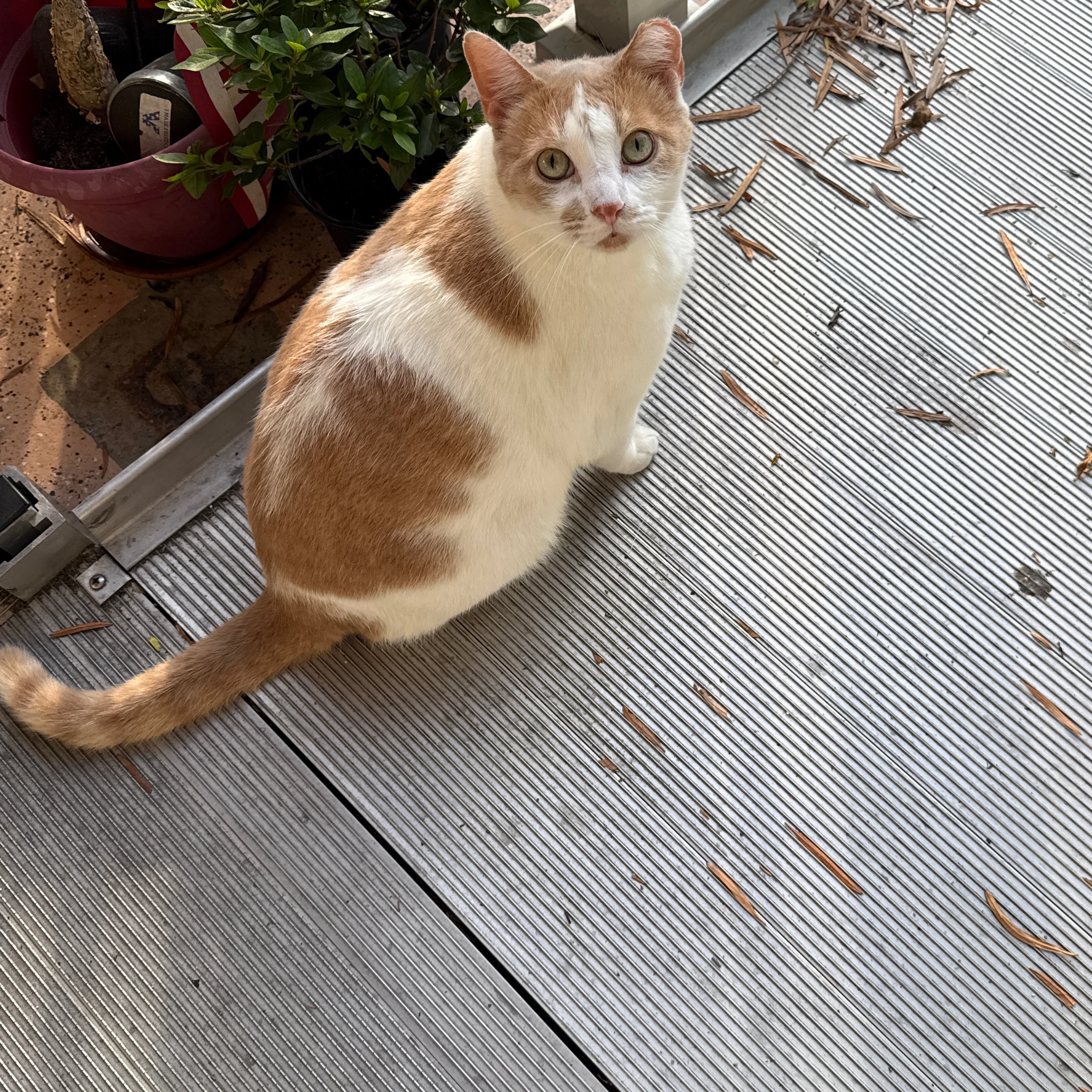 Found pet-2