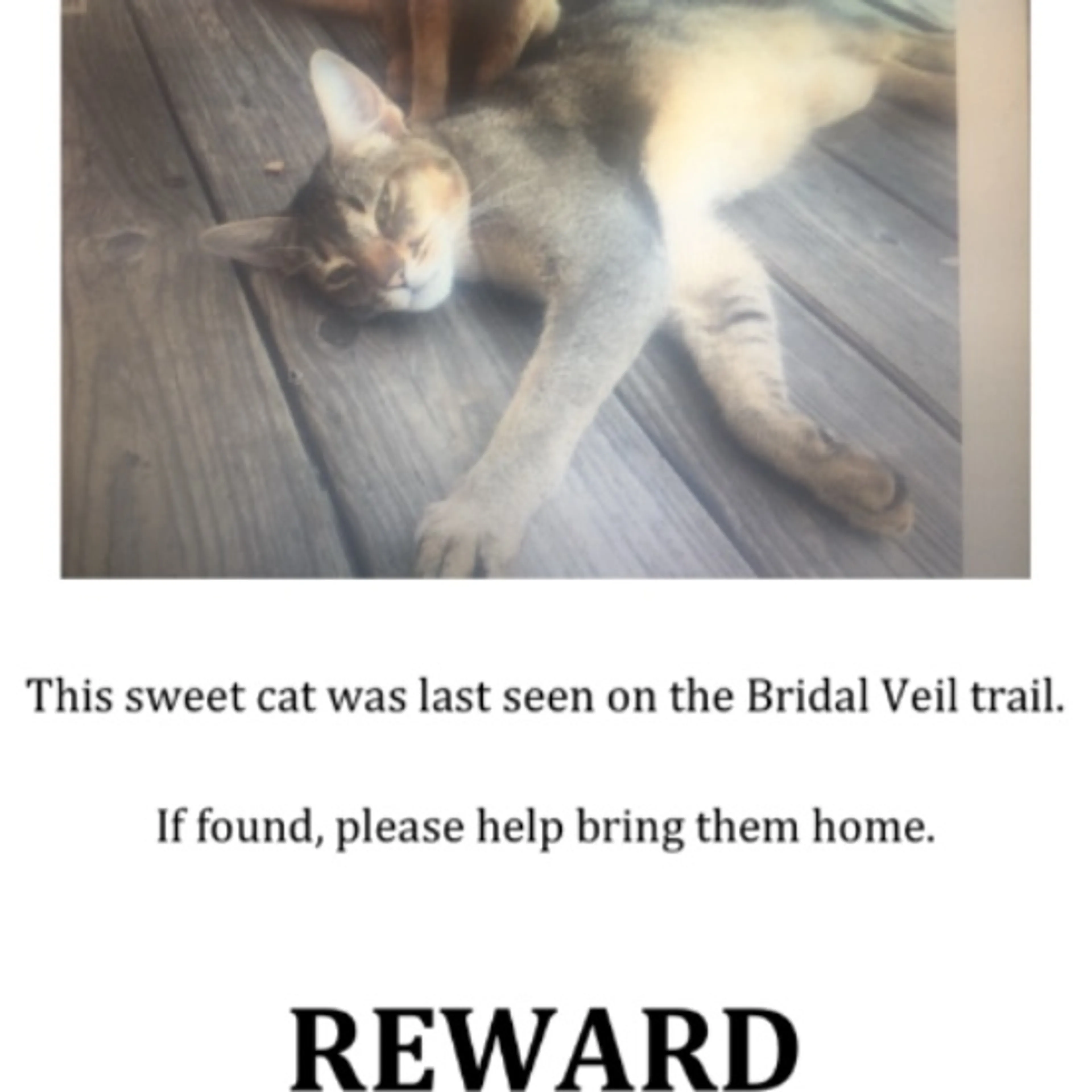 Lost pet