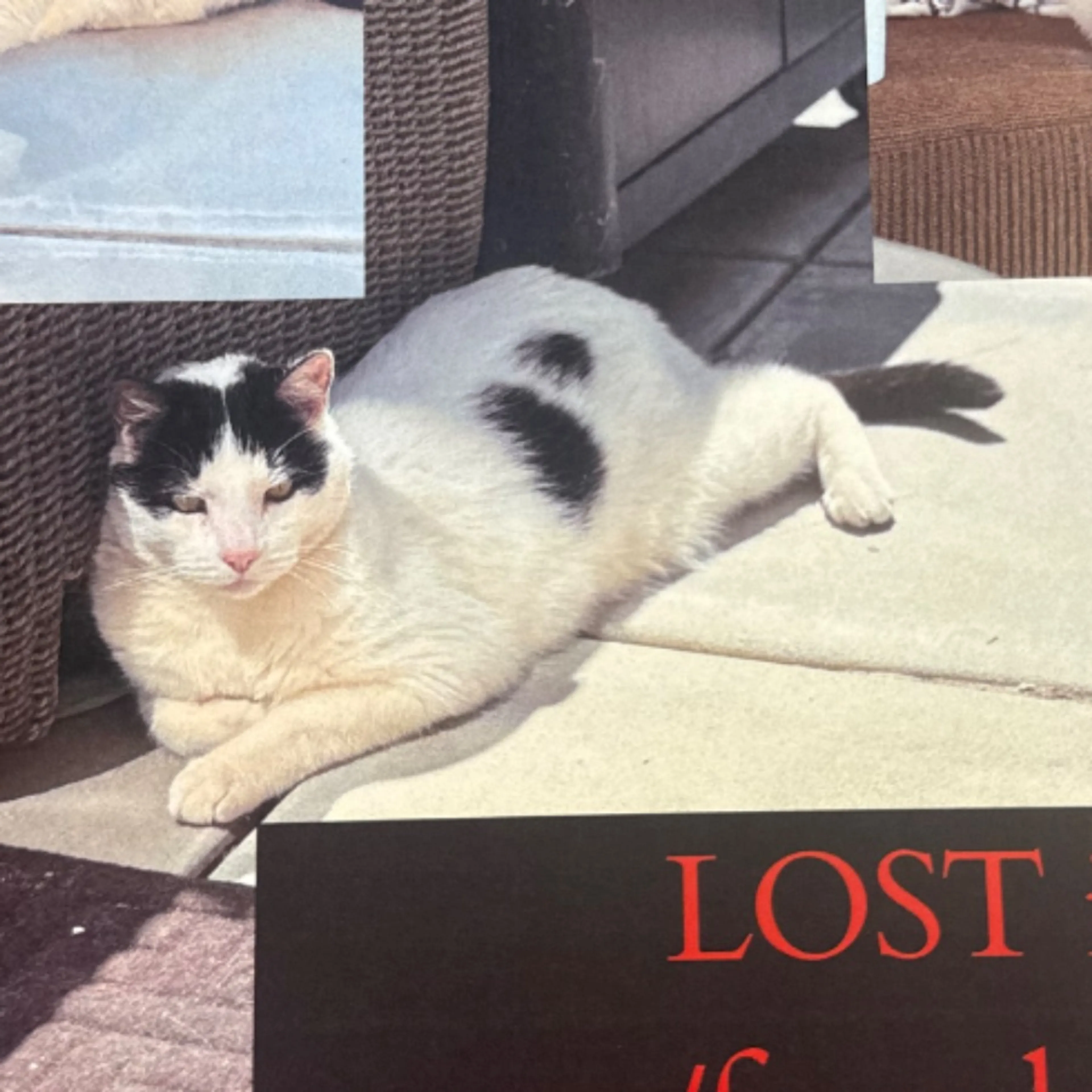 Lost pet-0